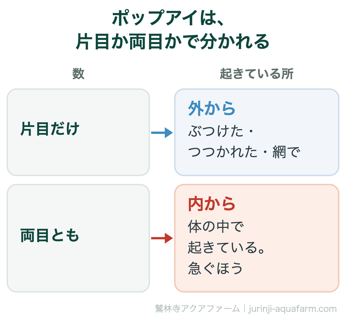 メダカのポップアイを片目か両目かで分ける図。片目だけならぶつけた・つつかれた・網ですくったなど外から。両目ともなら体の中で起きていて急ぐほう