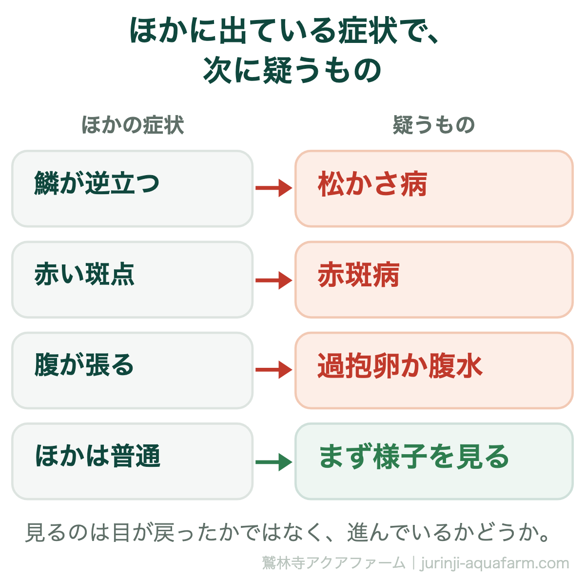 ポップアイのほかに出ている症状で次に疑うもの。鱗が逆立つなら松かさ病、赤い斑点なら赤斑病、腹が張るなら過抱卵か腹水、ほかは普通ならまず様子を見る
