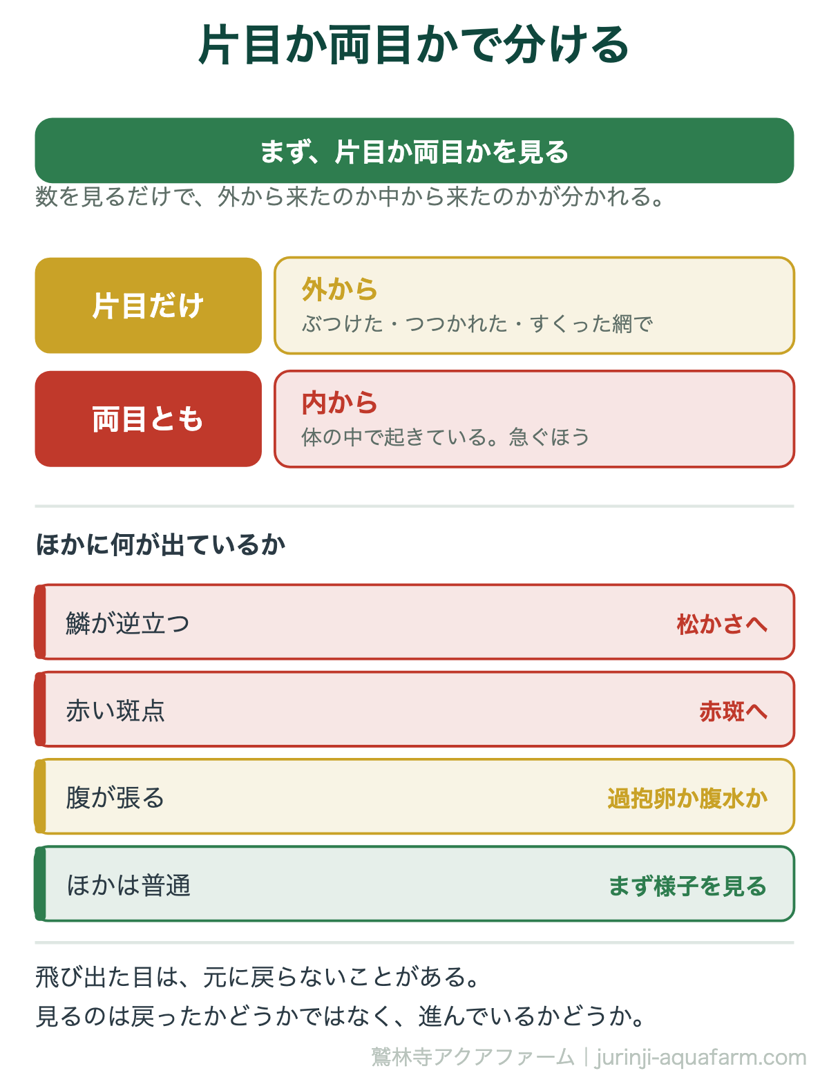 メダカのポップアイの見分けの図。まず片目か両目かを見る。片目だけなら外から来たもので、ぶつけた・つつかれた・網ですくったとき。両目とも出ているなら体の中で起きていて、こちらが急ぐ。あわせて鱗の逆立ち・赤い斑点・腹の張りが出ていないかを見る