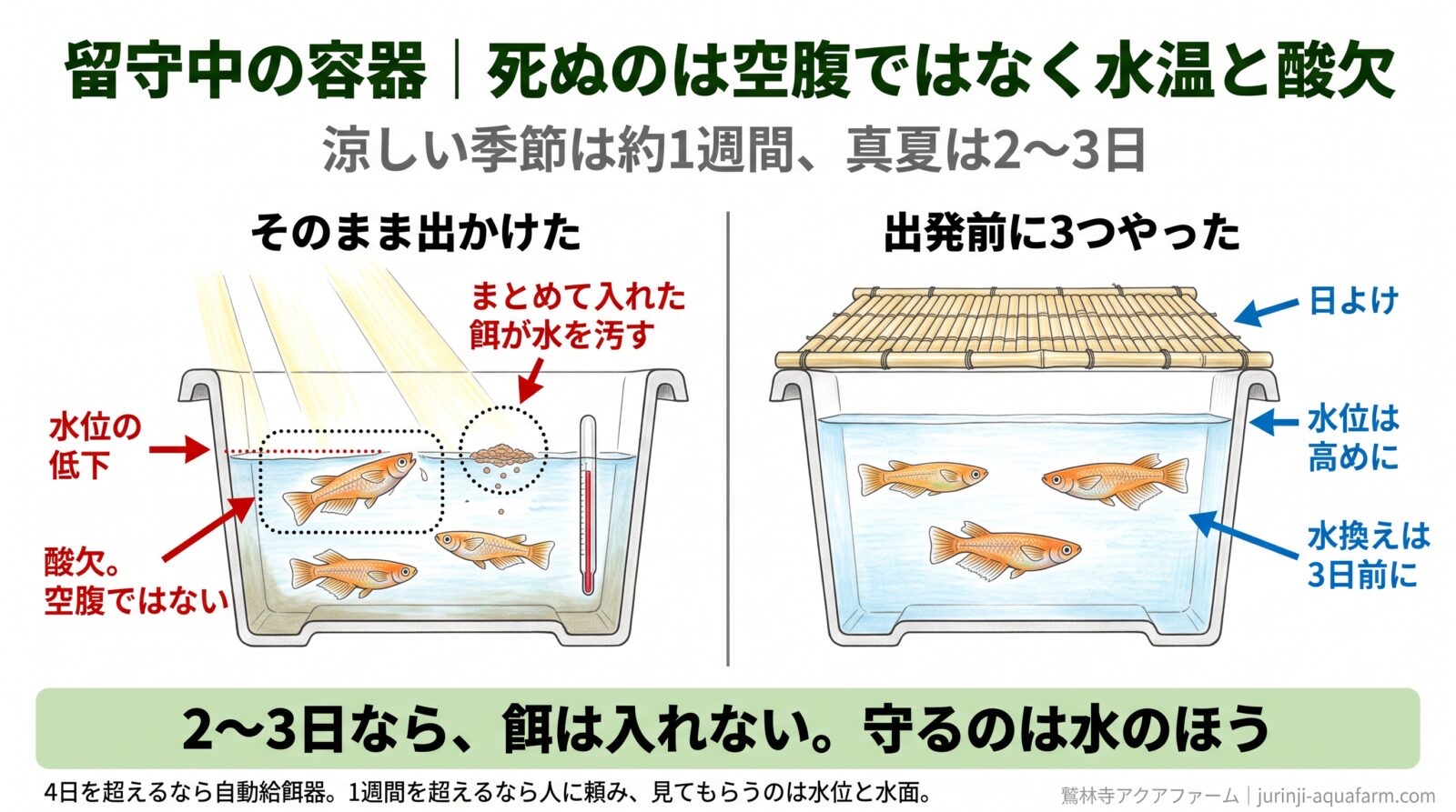 留守中のメダカの容器の断面図2つ。そのまま出かけた容器は直射日光で水位が下がり、まとめて入れた餌が水を汚し、メダカが水面に集まって酸欠。出発前に3つやった容器は日よけ・水位は高め・水換えは3日前に