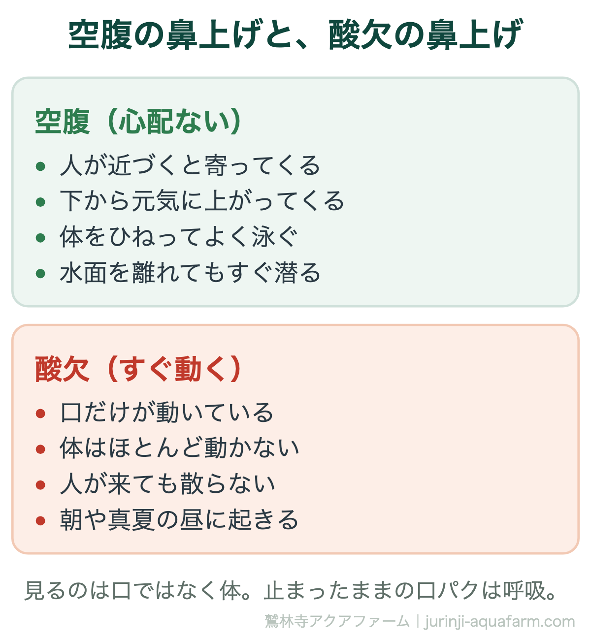 メダカの空腹の鼻上げと酸欠の鼻上げの比較図。空腹なら人が近づくと寄ってきて下から元気に上がり体をひねってよく泳ぎすぐ潜る。酸欠なら口だけが動き体はほとんど動かず人が来ても散らず朝や真夏の昼に起きる