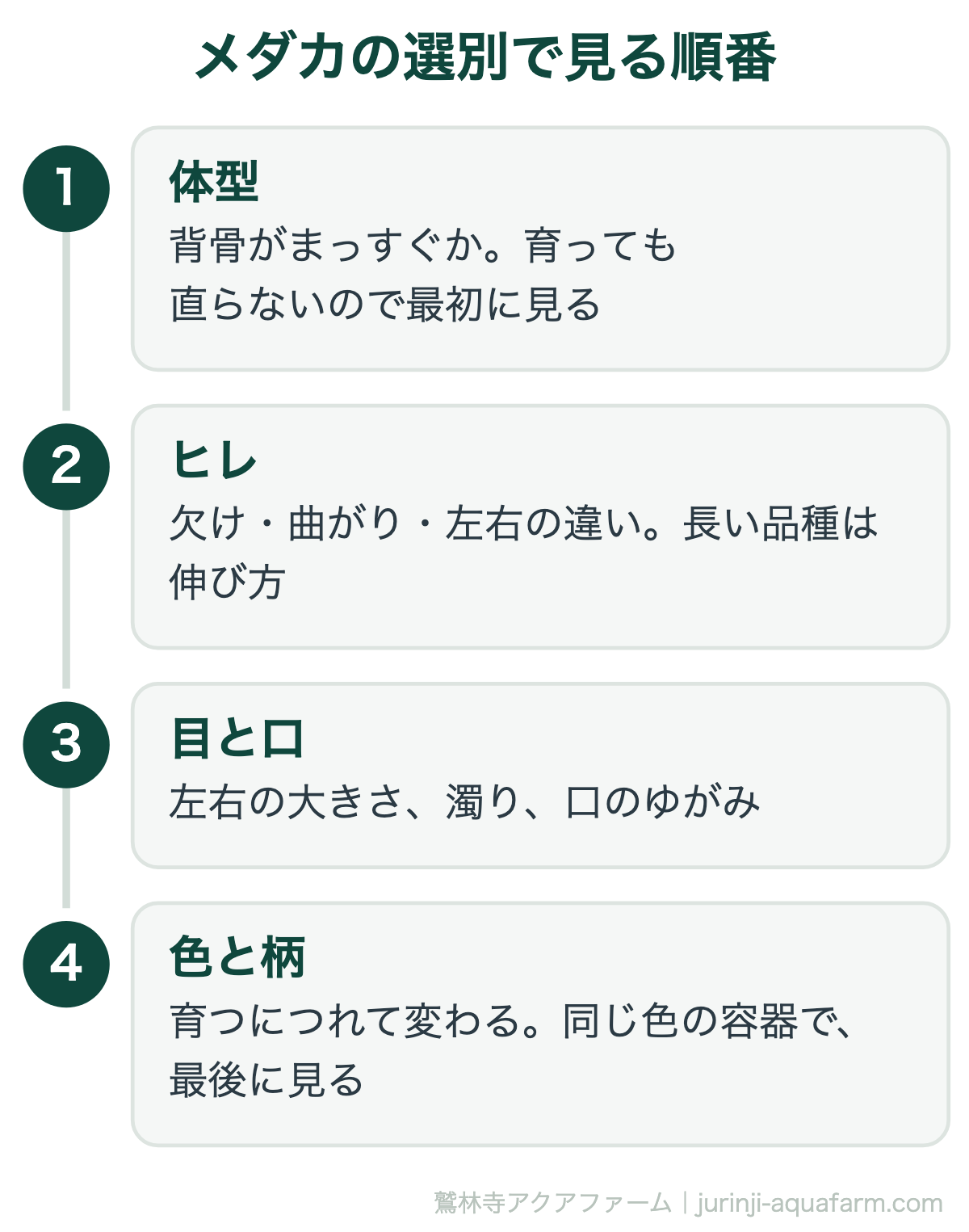 メダカの選別で見る順番の図。1体型は背骨がまっすぐかで、育っても直らないので最初に見る。2ヒレは欠け・曲がり・左右の違い。3目と口は左右の大きさ、濁り、口のゆがみ。4色と柄は育つにつれて変わるので、同じ色の容器で最後に見る