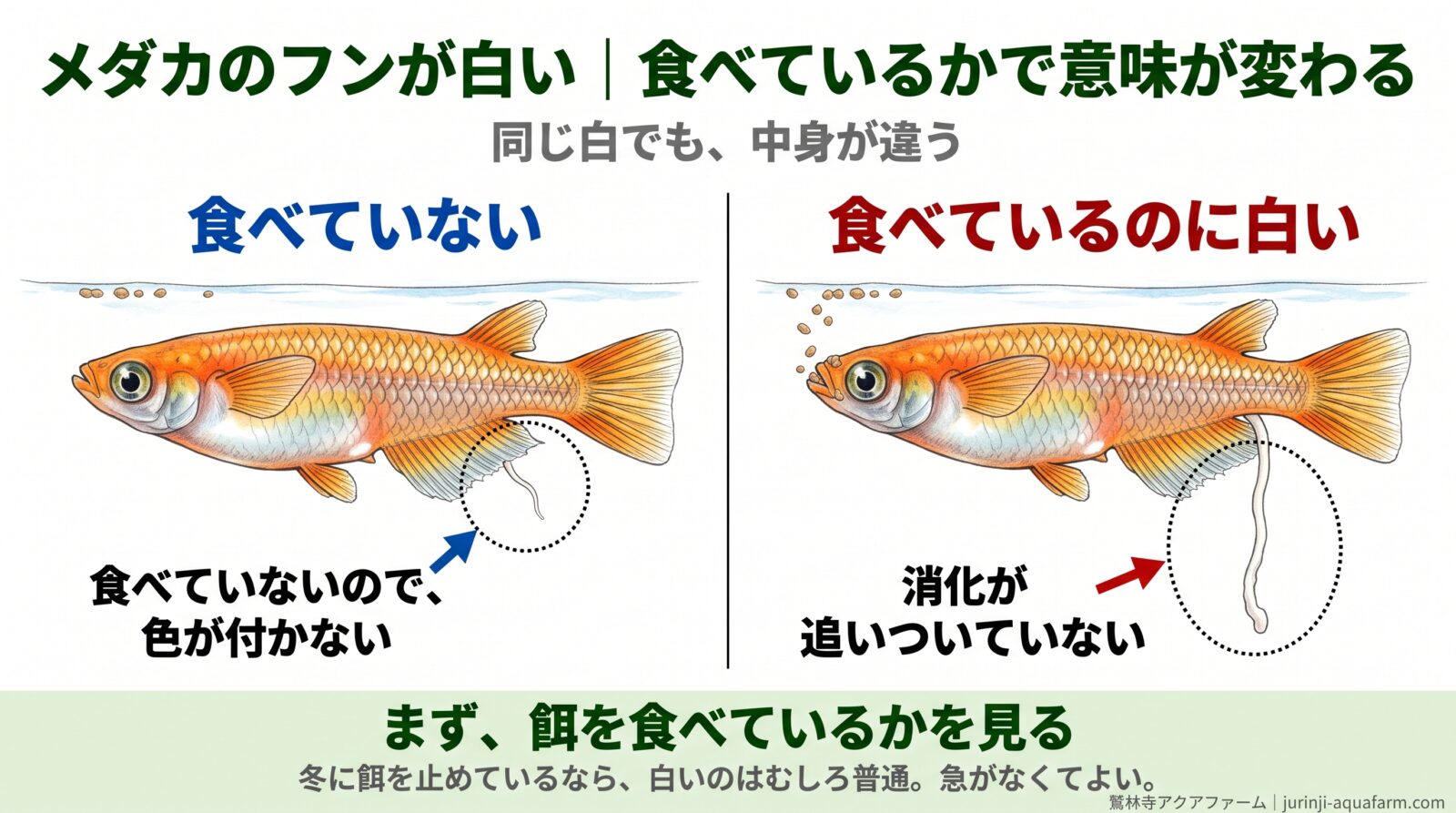メダカの白いフンを2匹で比べた図。左は食べていないので色が付かず細く短い。右は食べているのに白く太めのフンが長く垂れていて、消化が追いついていない