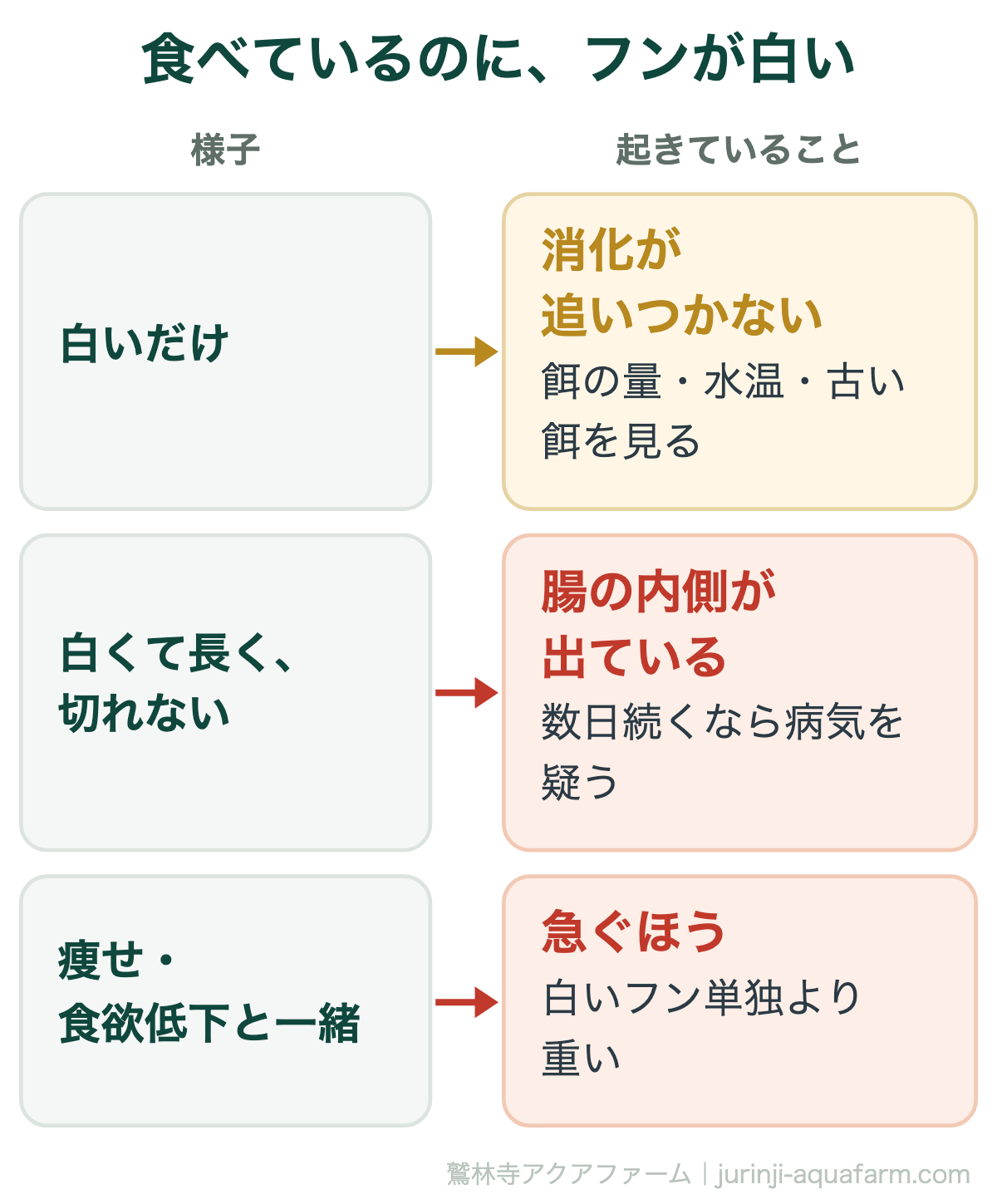 メダカが餌を食べているのに白いフンをするときの見分け図。白いだけなら消化が追いついていないので餌の量・水温・古い餌を見る。白くて長く切れないなら腸の内側が出ていて数日続けば病気を疑う。痩せや食欲低下と一緒なら急ぐほう
