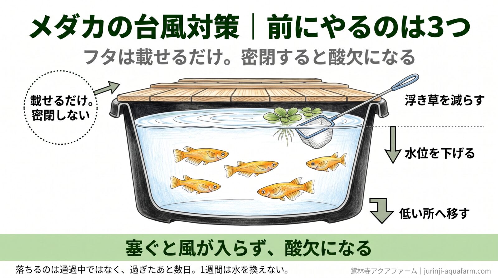 メダカの台風対策で前にやる3つを容器の断面に示した図。フタは載せるだけで密閉しない、水位を下げる、浮き草を減らす、低い所へ移す