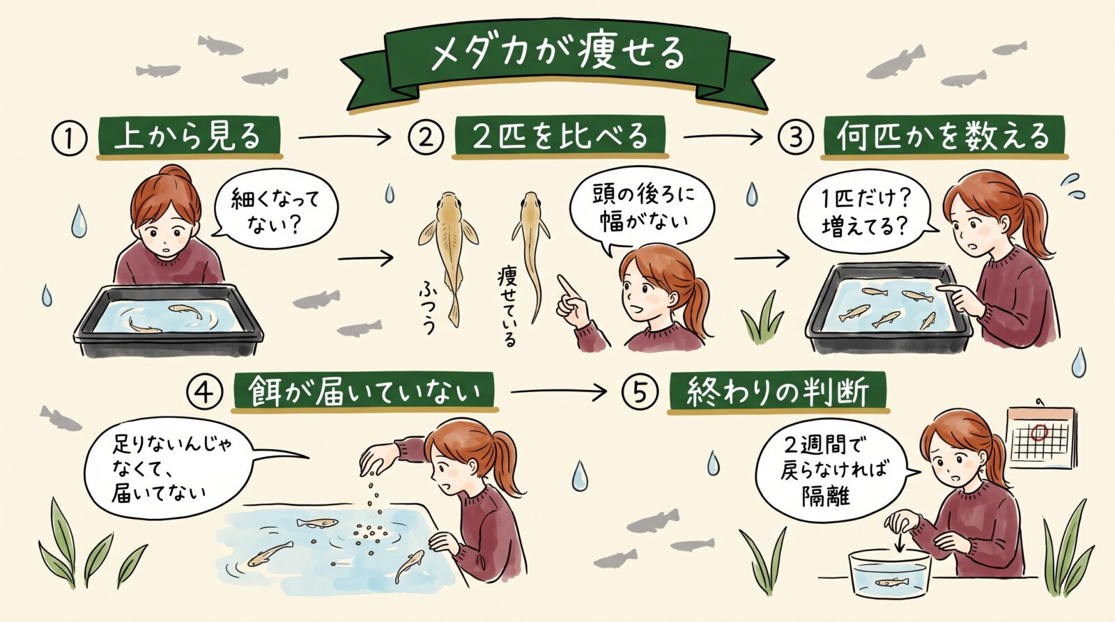 メダカが痩せたときの見方を1枚にまとめた図。上から見る、2匹を比べる、何匹かを数える、餌が届いていない、終わりの判断の5つ