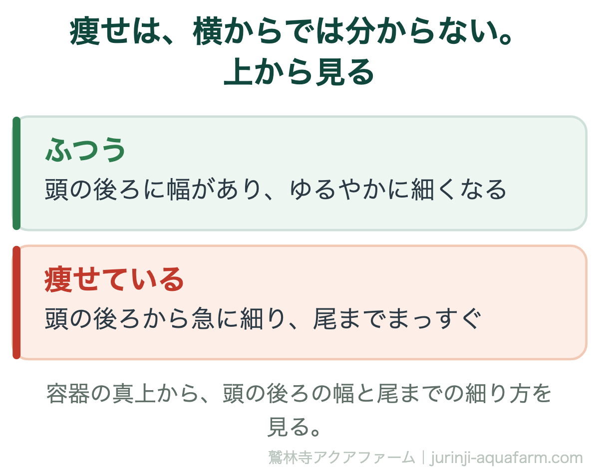 痩せたメダカを上から見分ける図。ふつうは頭の後ろに幅がありゆるやかに細くなる。痩せていると頭の後ろから急に細り尾までまっすぐ