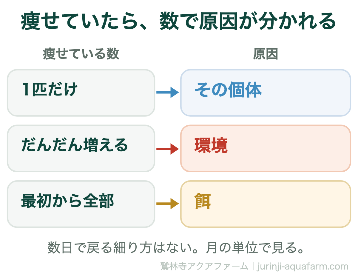 痩せたメダカの数で原因を分ける図。1匹だけならその個体、だんだん増えているなら環境、最初から全部が細いなら餌