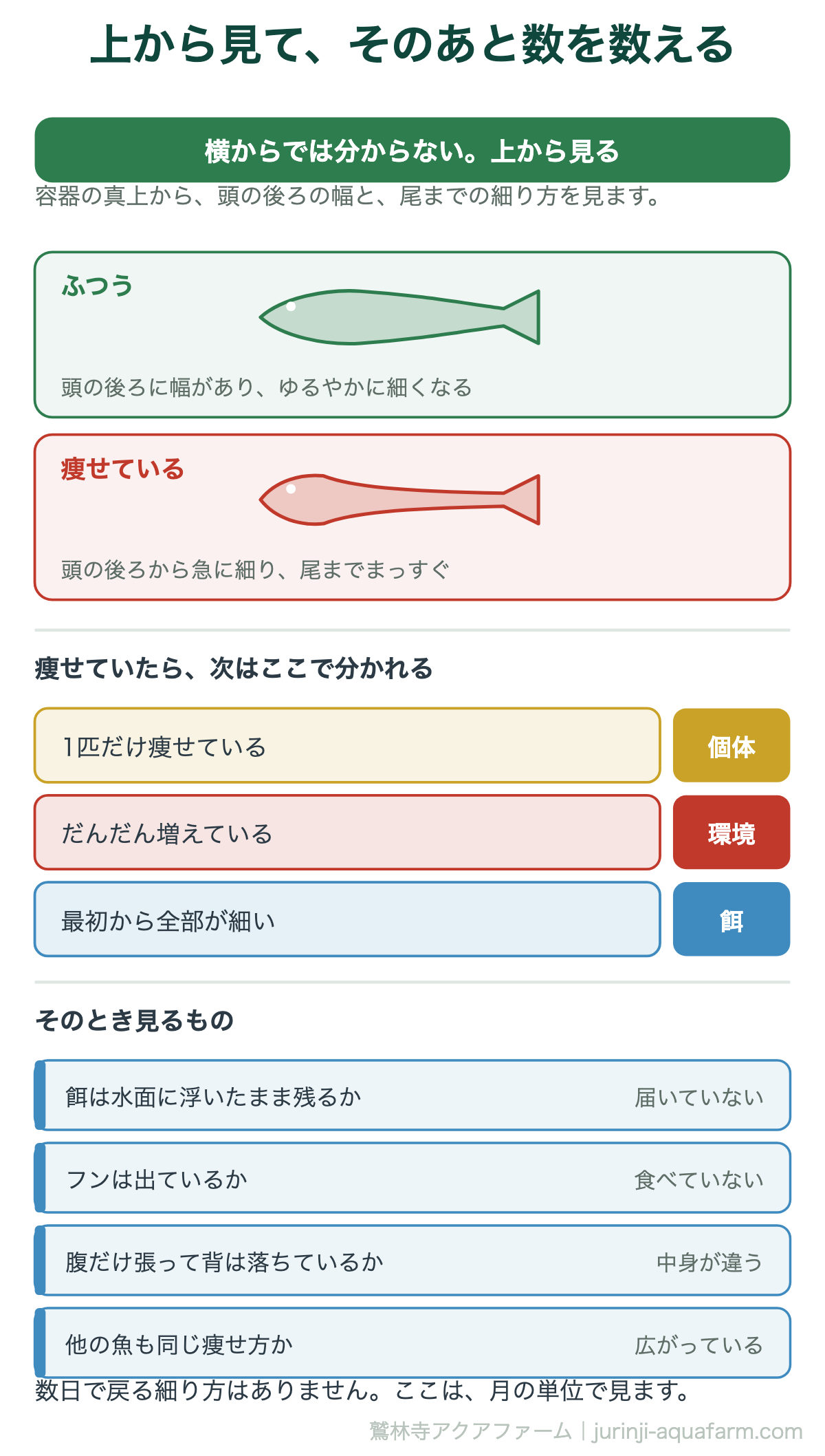 メダカが痩せたときの見分け方の図。上から見て、頭の後ろに幅があればふつう、頭の後ろから急に細って尾までまっすぐならおたまじゃくし状で痩せている。1匹だけなら個体、だんだん増えているなら環境、最初から全部細いなら餌。餌が水面に残るか、フンは出ているか、腹だけ張って背が落ちていないか、他の魚も同じ痩せ方かを見る