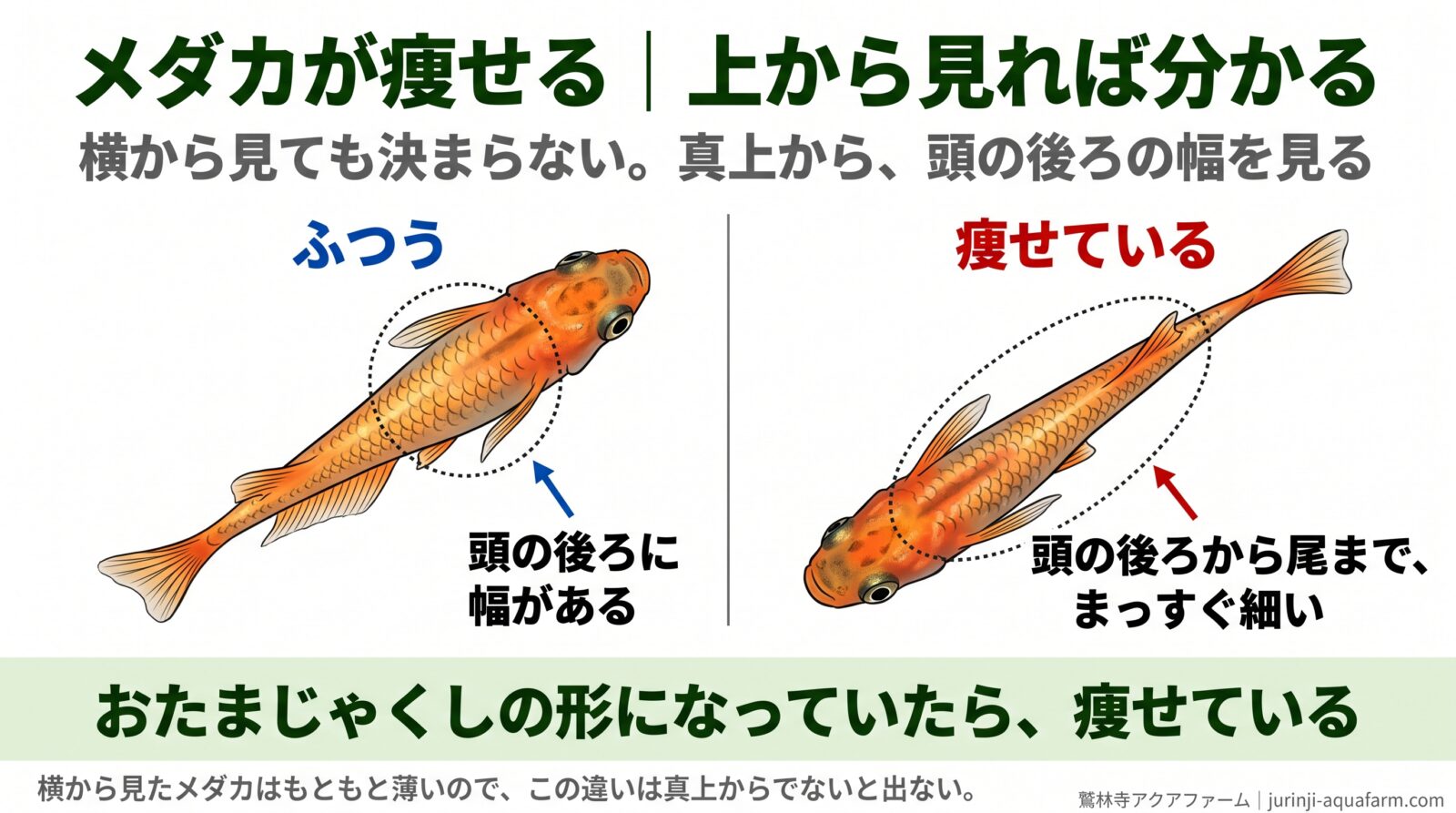 メダカを真上から見た比較。左のふつうの個体は頭の後ろに幅があり、右の痩せた個体は頭の後ろから尾までまっすぐ細い。おたまじゃくしの形になっていたら痩せている