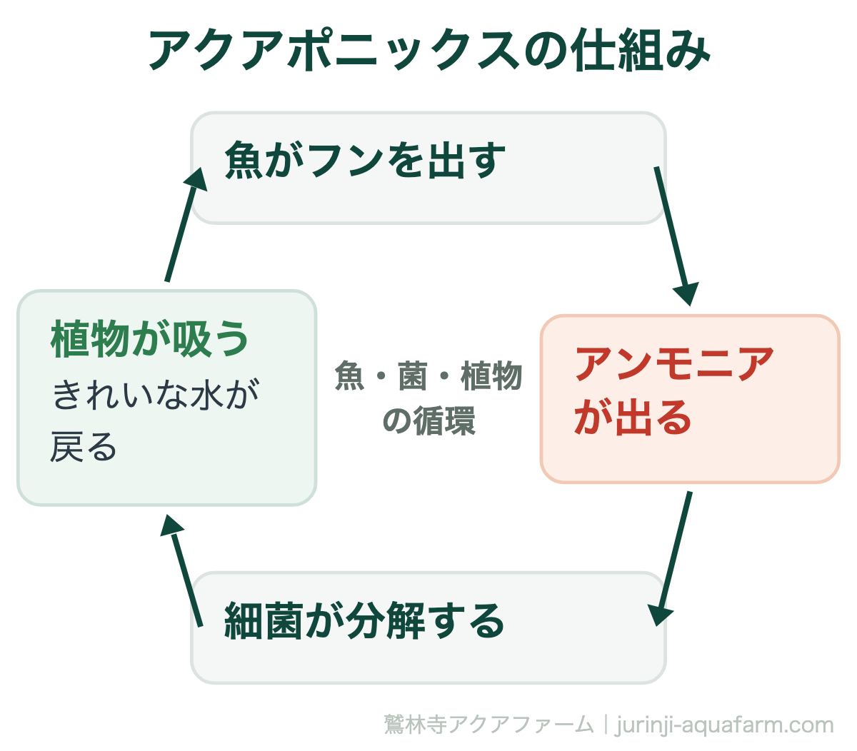アクアポニックスの仕組みの循環図。魚がフンを出し、アンモニアが出て、バクテリアが分解し、植物が吸収してきれいな水が魚に戻る