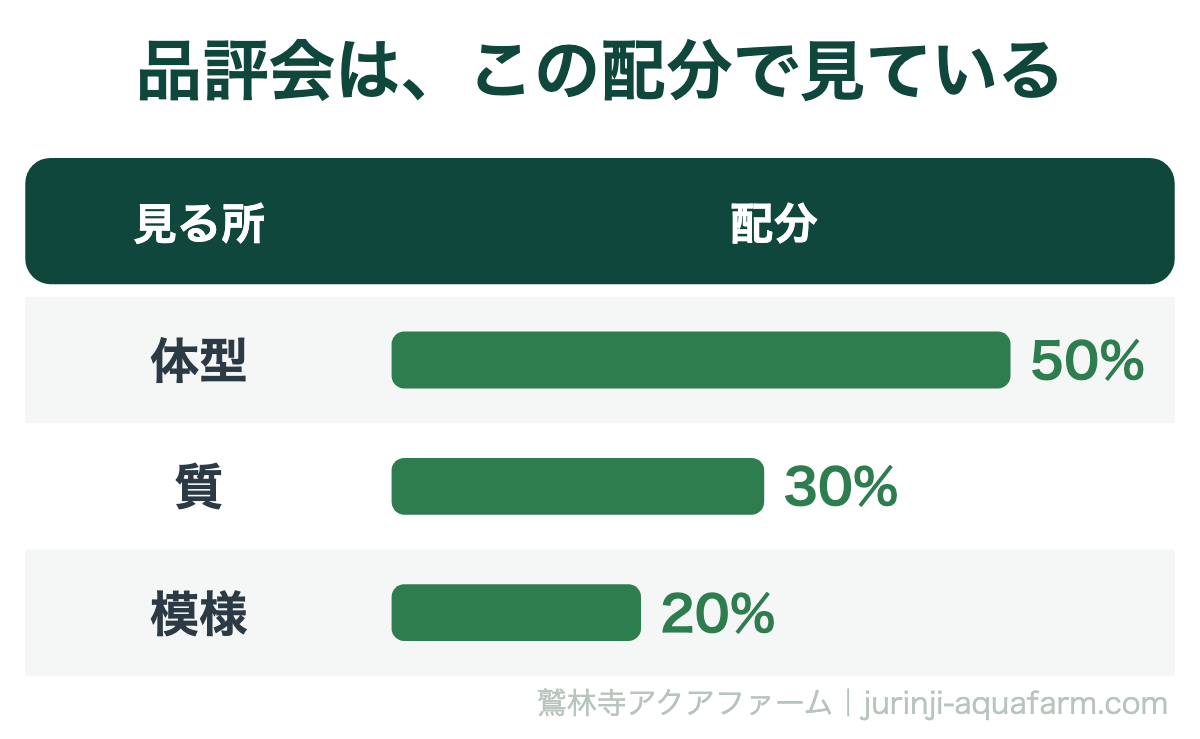 錦鯉の品評会の配分の表。体型50%、質30%、模様20%