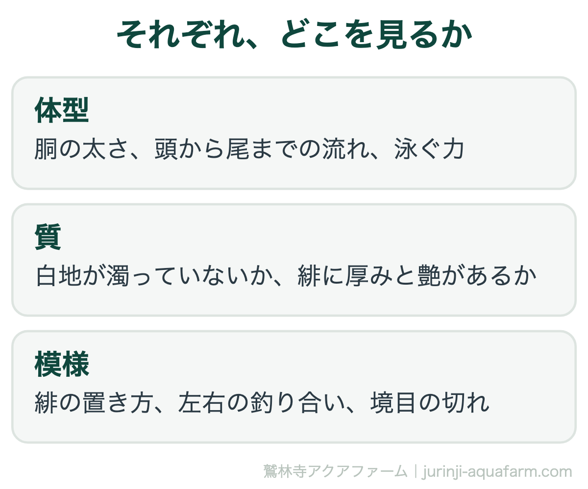 錦鯉の見る所。体型は胴の太さ、頭から尾までの流れ、泳ぐ力。質は白地が濁っていないか、緋に厚みと艶があるか。模様は緋の置き方、左右の釣り合い、境目の切れ