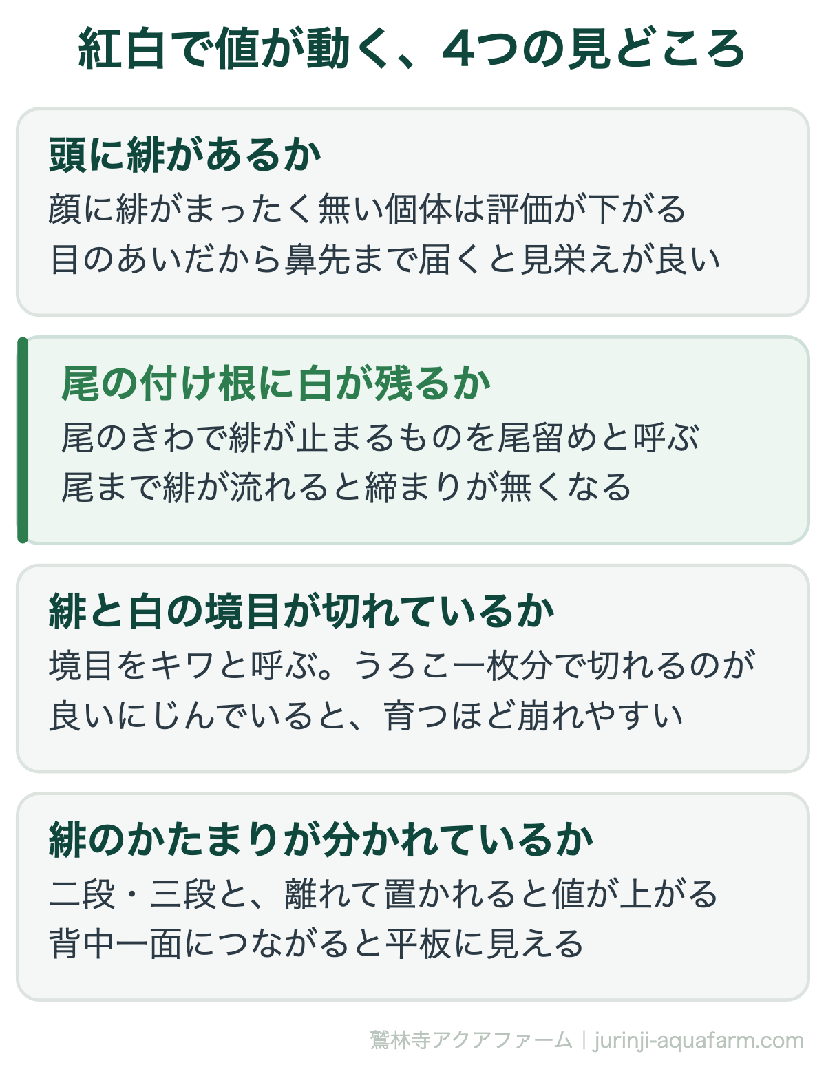 紅白の錦鯉で値段が動く4つの見どころ。頭に緋が乗っているか、尾の付け根に白が残る尾留めがあるか、緋と白の境目のキワがうろこ一枚できっぱり切れているか、緋が二段・三段と分かれているか