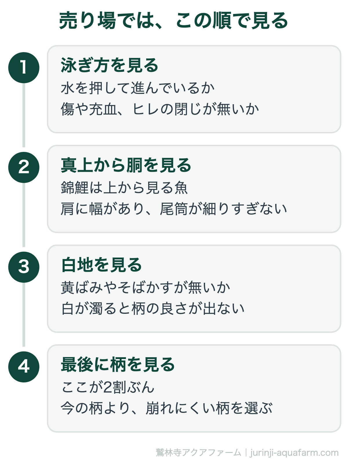 錦鯉を売り場で見るときの順番。泳ぎと体型を先に見て、地肌の質、柄はいちばん最後。柄から見はじめると体型の悪い個体を掴む