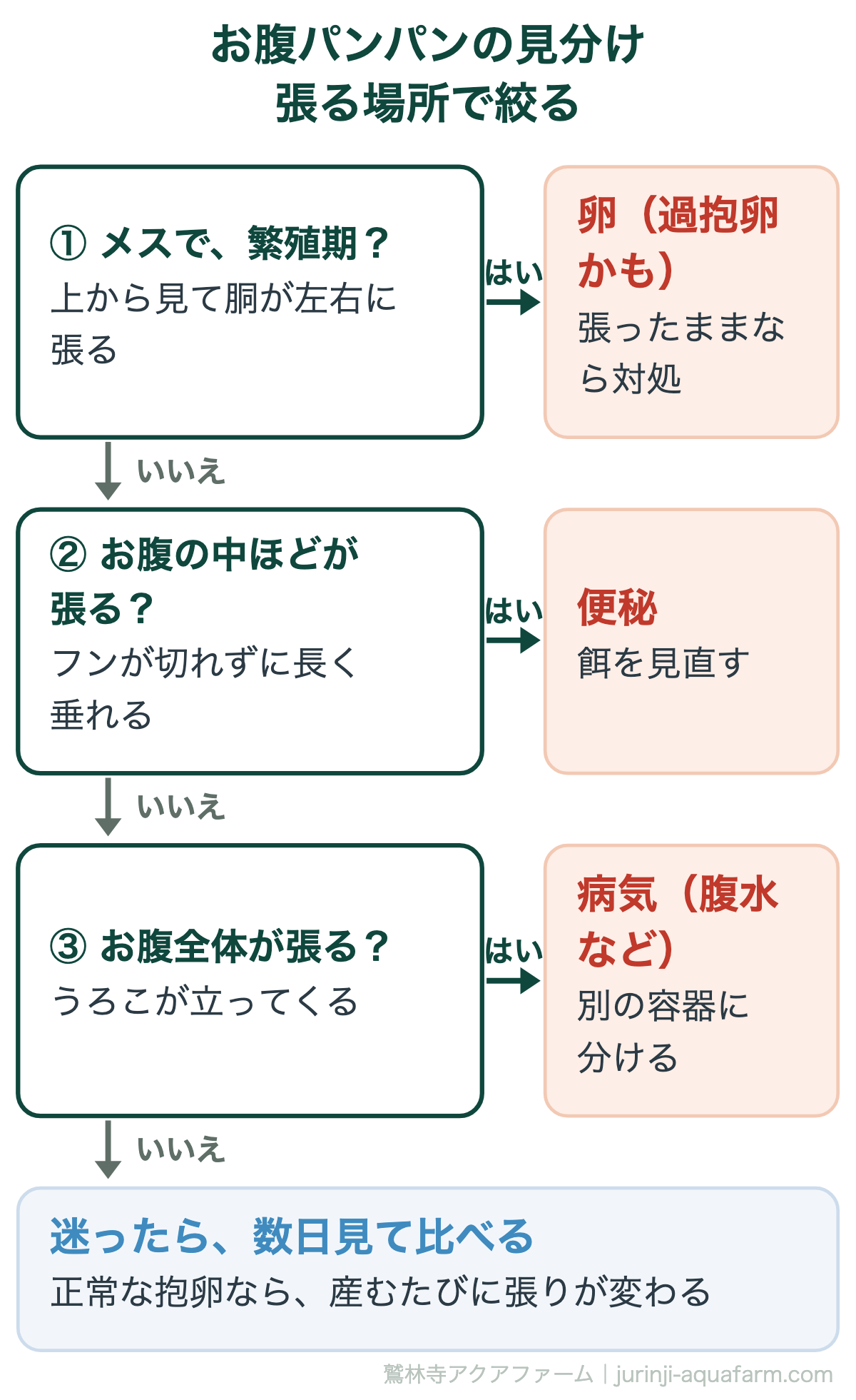 メダカのお腹が大きいパンパンのときの見分けの図。問い1メスで繁殖期で上から見て胴が左右に張り出すなら卵で過抱卵かもしれない。問い2お腹の中ほどが張りフンが長く垂れるなら便秘。問い3お腹全体が張りうろこが立つなら腹水などの病気。迷ったら数日見て比べる