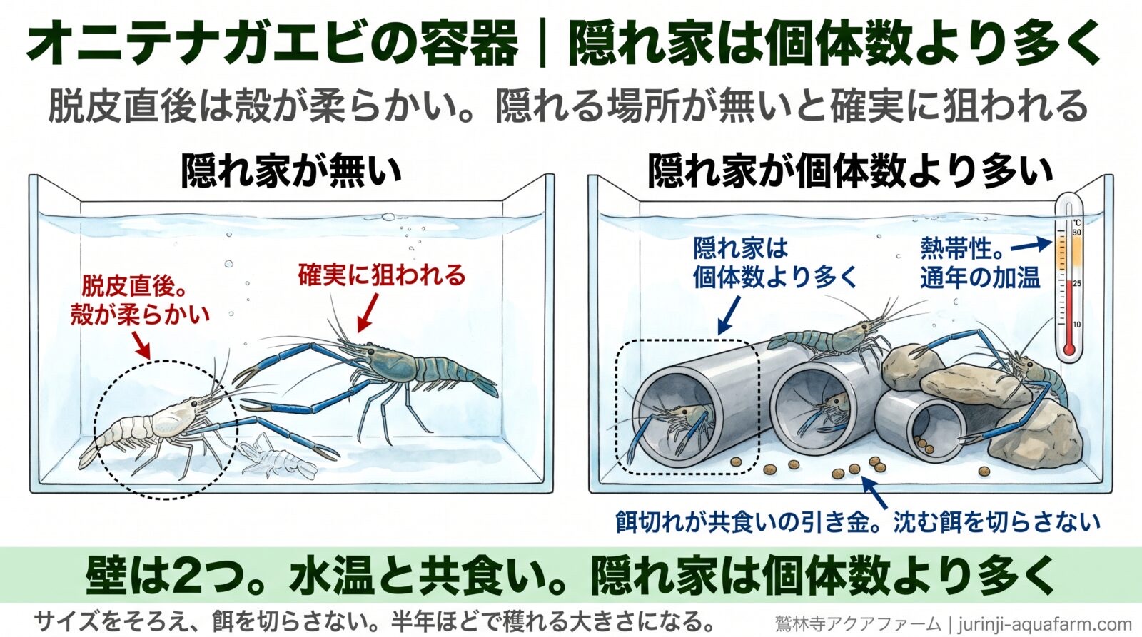 オニテナガエビの容器の断面図2つ。隠れ家が無い容器では脱皮直後の殻が柔らかい個体が確実に狙われる。隠れ家が個体数より多い容器では塩ビ管と石に隠れ、沈む餌があり水温計は25〜30℃。餌切れが共食いの引き金