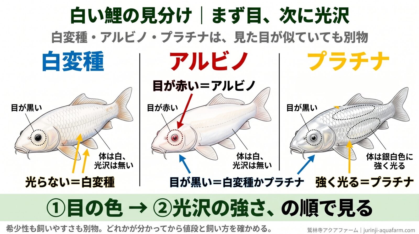 白い鯉の見分け方の図。白変種は目が黒く光沢が無い。アルビノは目が赤い。プラチナは目が黒く体が銀白色に強く光る。目の色、次に光沢の強さの順で見る