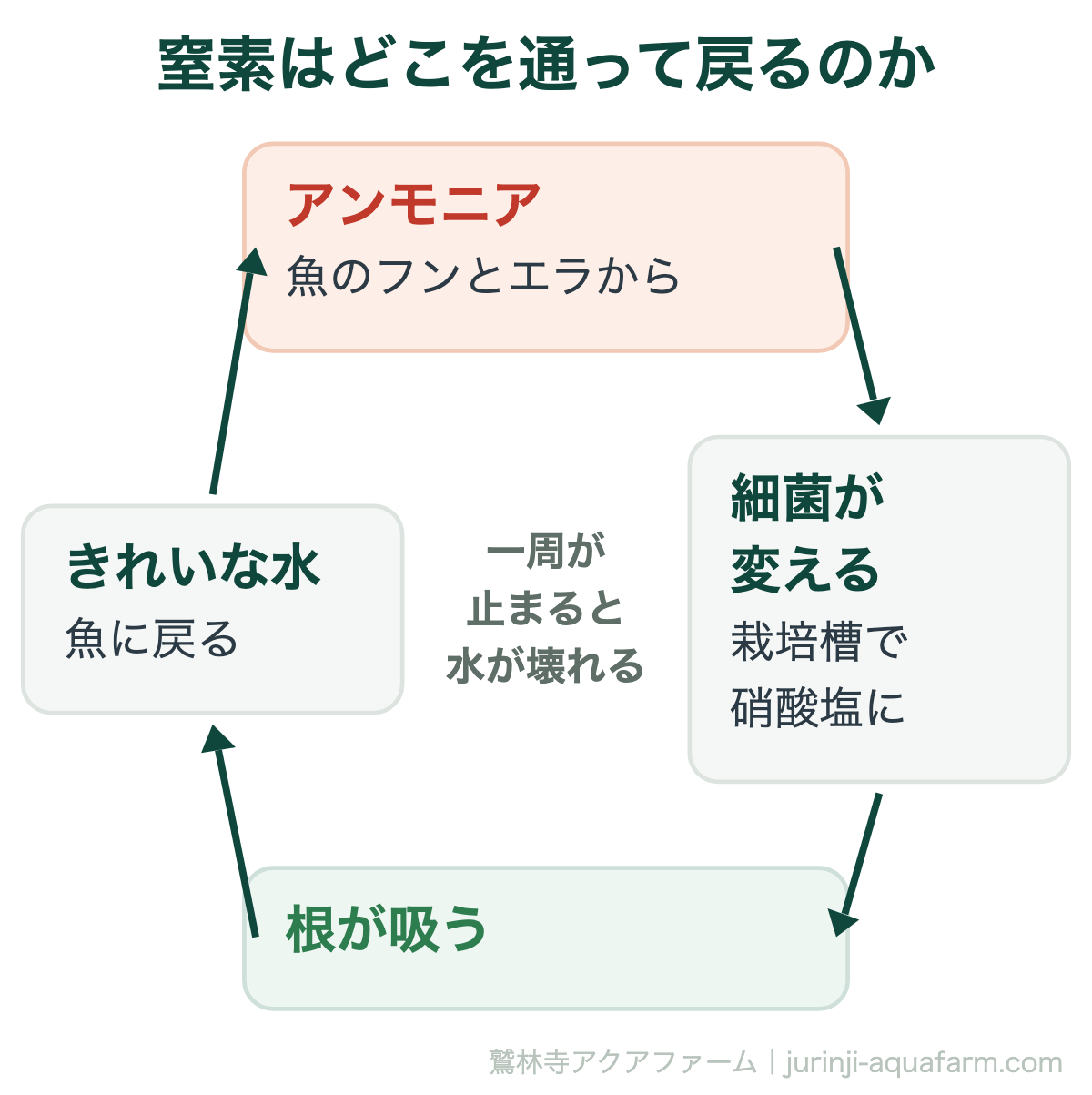 アクアポニックスで窒素が戻る道の循環図。魚のフンとエラからアンモニアが出て、栽培槽の細菌が硝酸塩に変え、根が吸い、きれいな水が魚に戻る