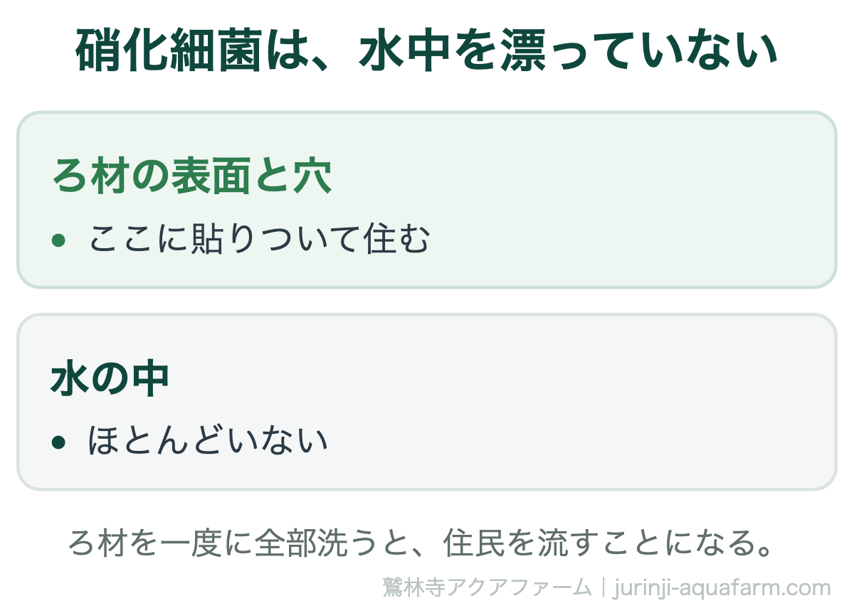 硝化細菌がどこに住むかの比較図。ろ材の表面と穴に貼りついて住み、水の中にはほとんどいない