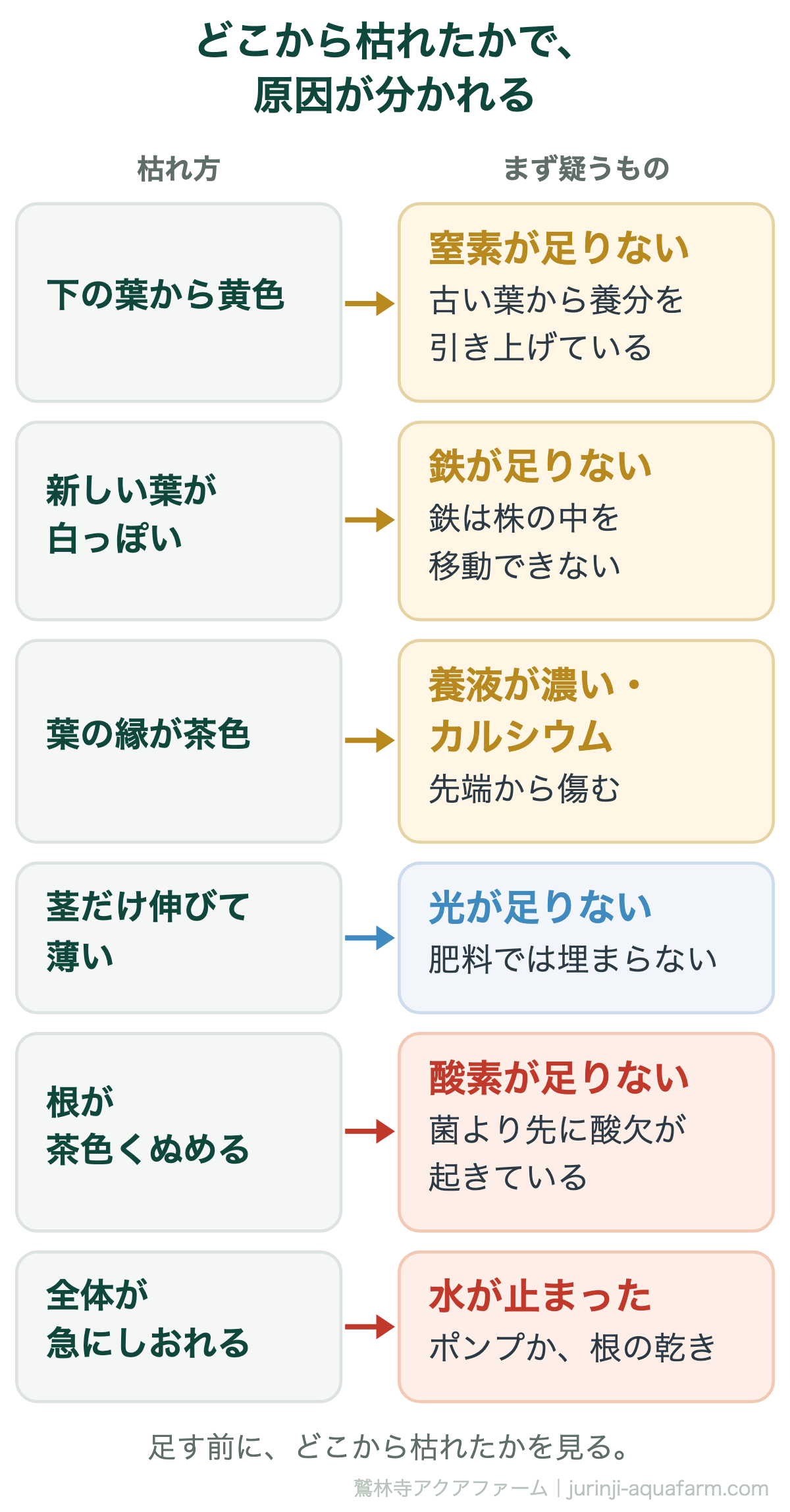 水耕栽培で枯れた場所から原因を見分ける図。下の葉から黄色なら窒素不足。新しい葉が黄色や白なら鉄不足。葉の縁が茶色なら養液が濃いかカルシウム。茎だけ伸びて色が薄いなら光不足。根が茶色くぬめるなら酸素不足。全体が急にしおれるなら水が止まった