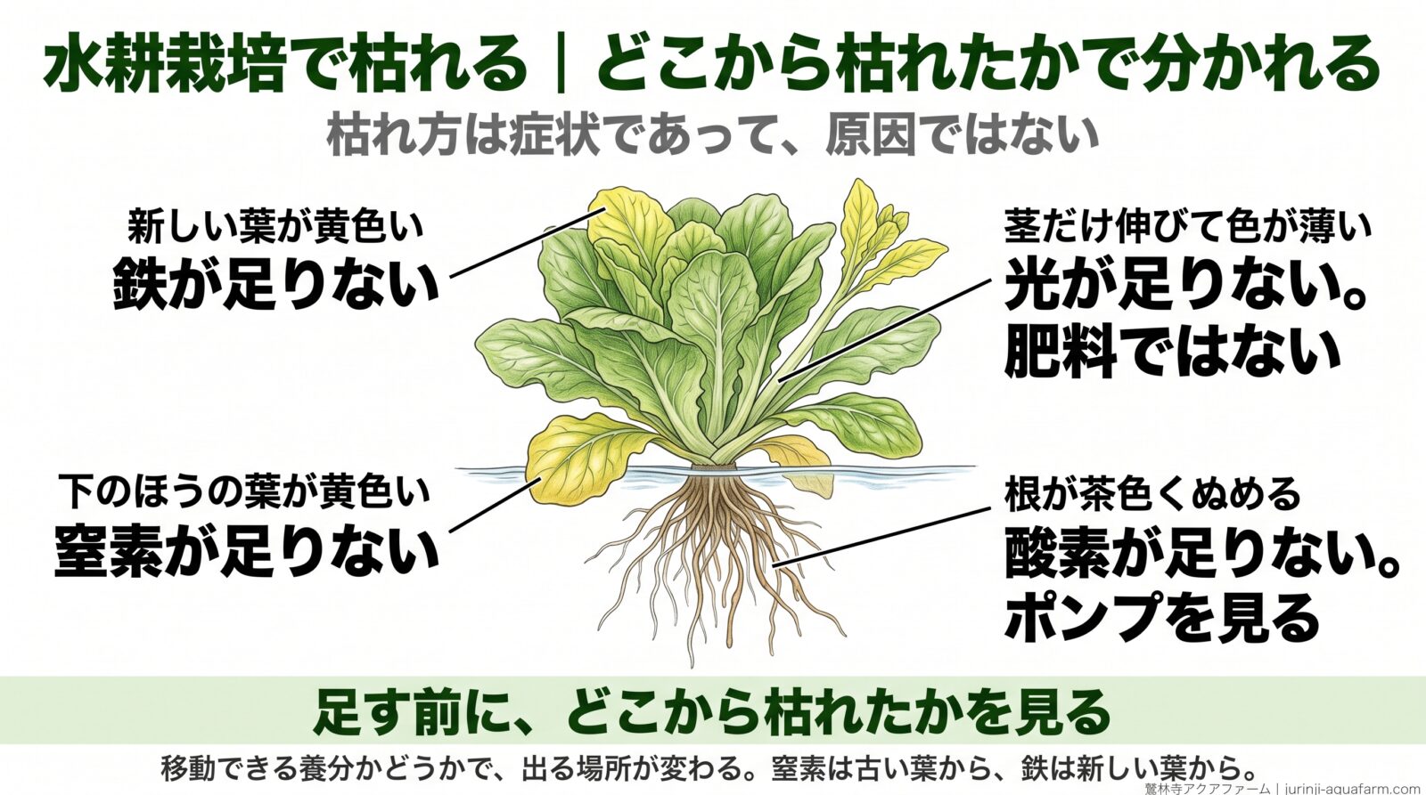 水耕栽培で枯れる場所ごとの原因を1株に示した図。下の葉が黄色いなら窒素、新しい葉が黄色いなら鉄、茎だけ伸びて色が薄いなら光、根が茶色くぬめるなら酸素が足りない