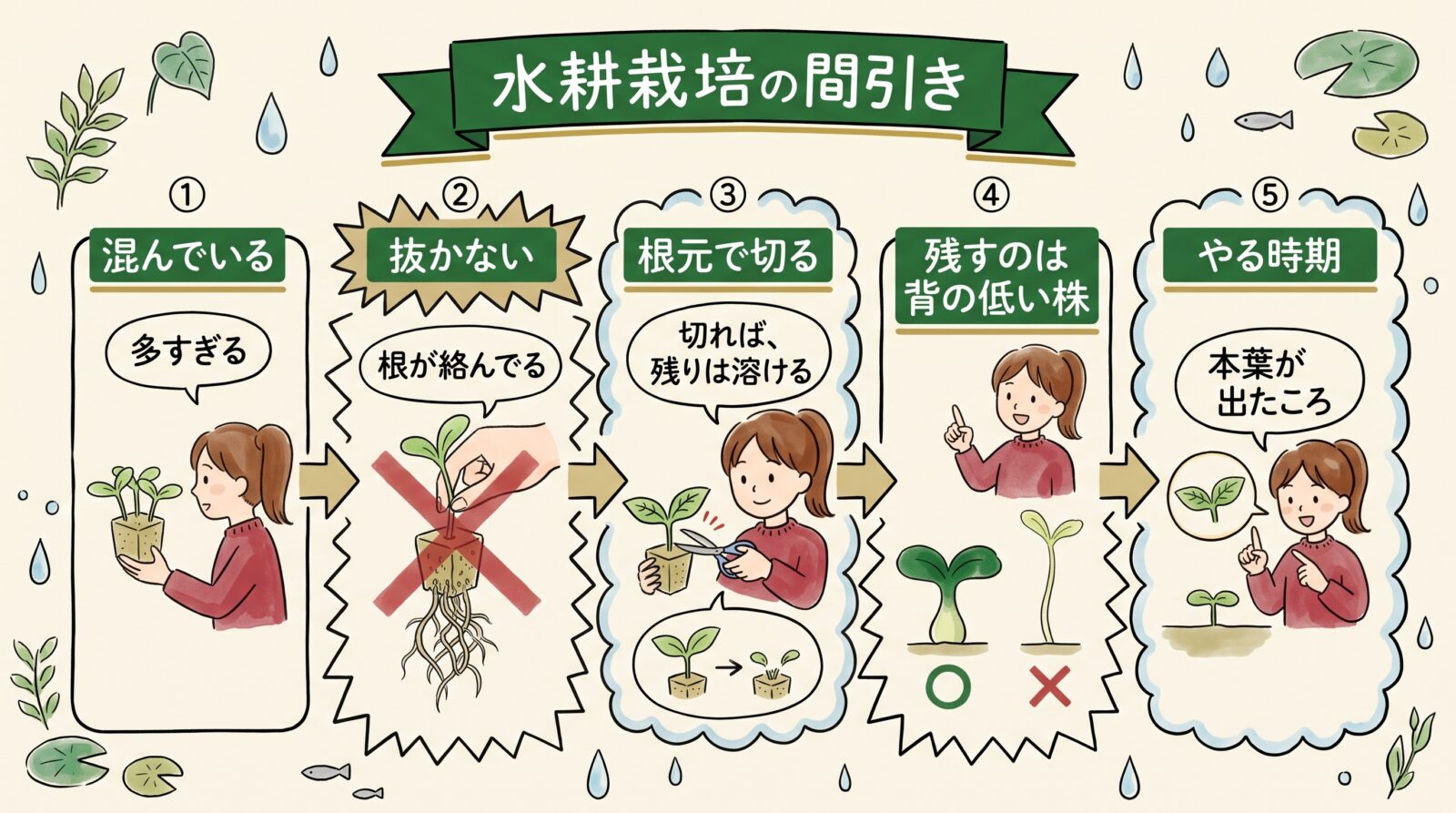 水耕栽培の間引きをまとめた図。混んでいる、抜かない、根元で切る、残すのは背の低い株、やる時期の5つ