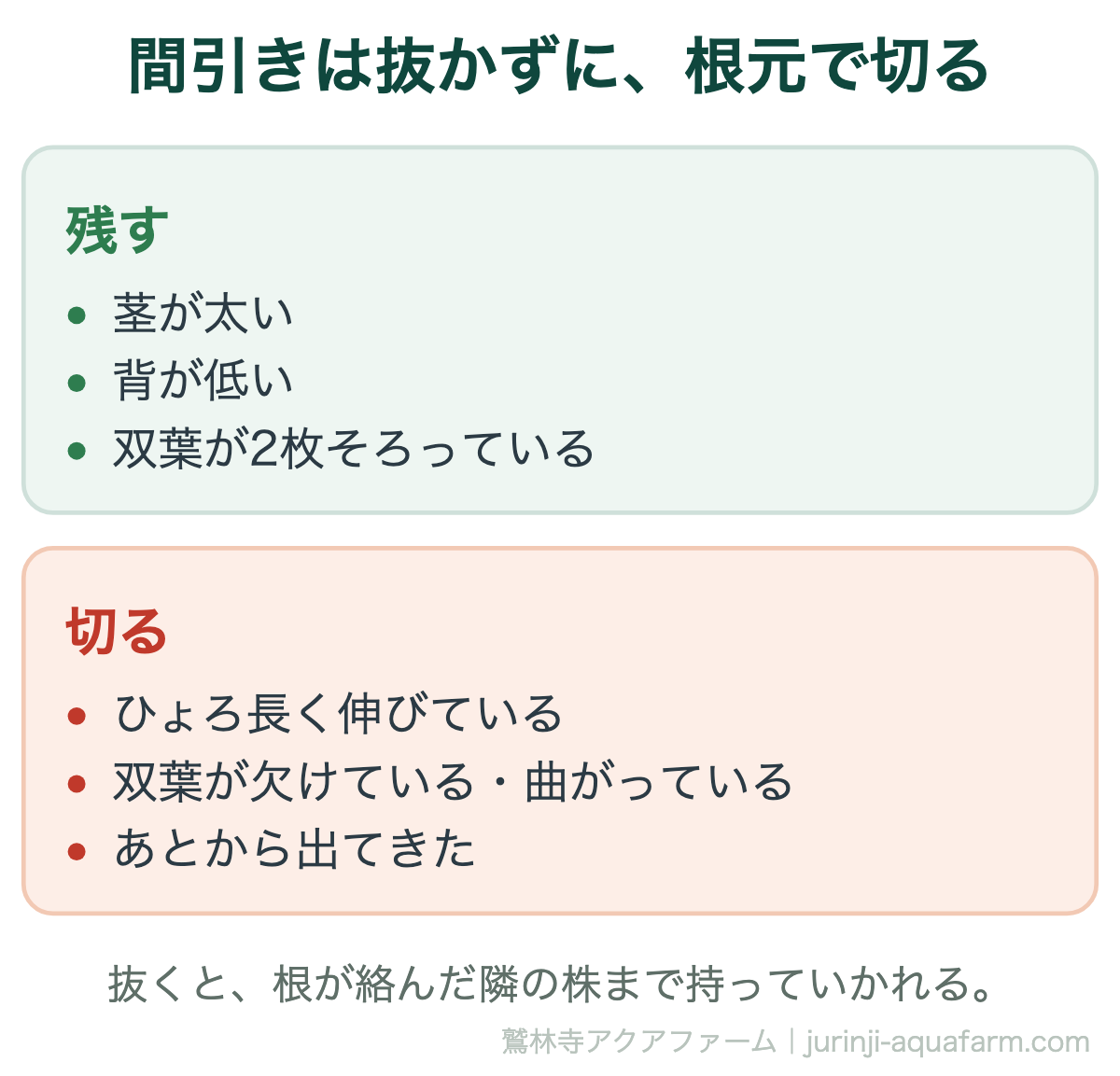水耕栽培の間引きで残す株と切る株の比較図。残すのは茎が太い、背が低い、双葉が2枚そろっている株。切るのはひょろ長く伸びている、双葉が欠けたり曲がったりしている、あとから出てきた株。抜かずに根元で切る