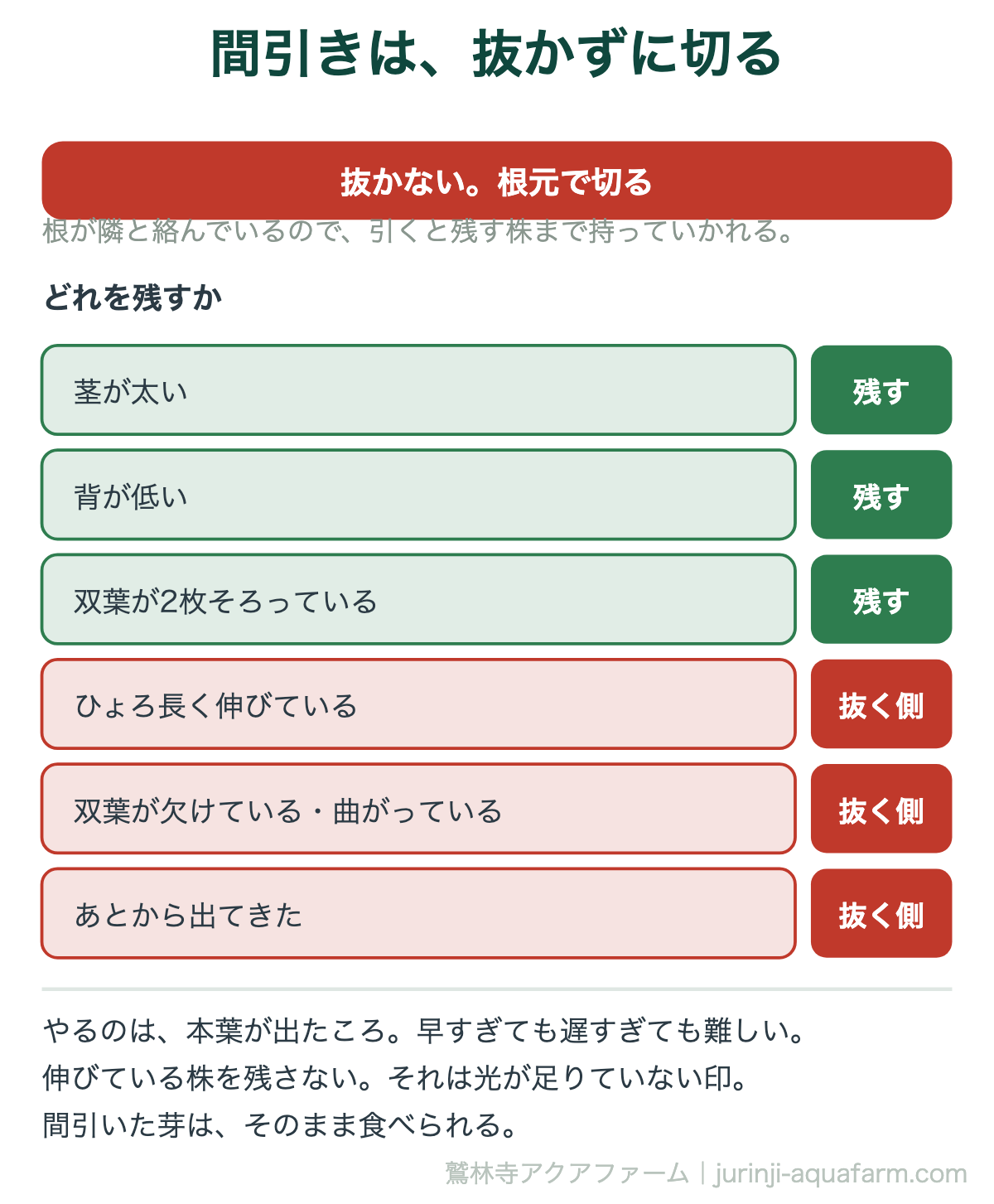 水耕栽培の間引きの図。抜かずに根元で切る。根が隣と絡んでいるので引くと残す株まで持っていかれる。残すのは茎が太い・背が低い・双葉が2枚そろっている株。ひょろ長く伸びている株、双葉が欠けている株、あとから出てきた株は抜く側