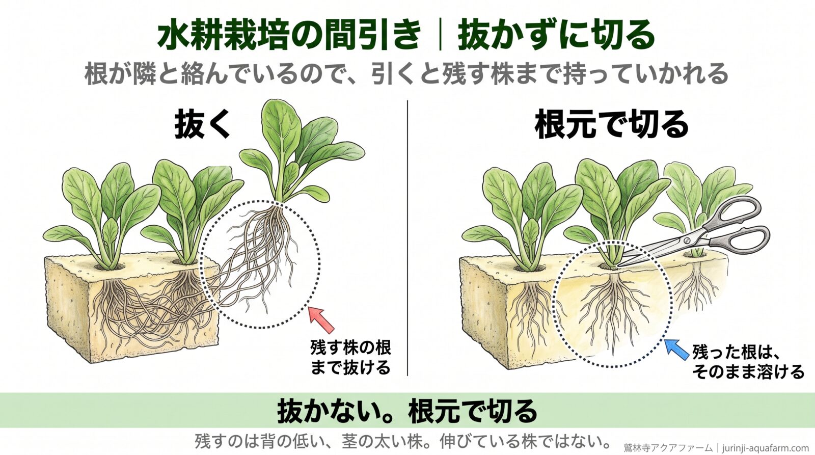 水耕栽培の間引きで、抜くのと根元で切るのを比べた図。抜くと絡んだ根が一緒に持ち上がり、残す株の根まで抜ける。根元で切れば根はスポンジの中に残り、そのまま溶ける