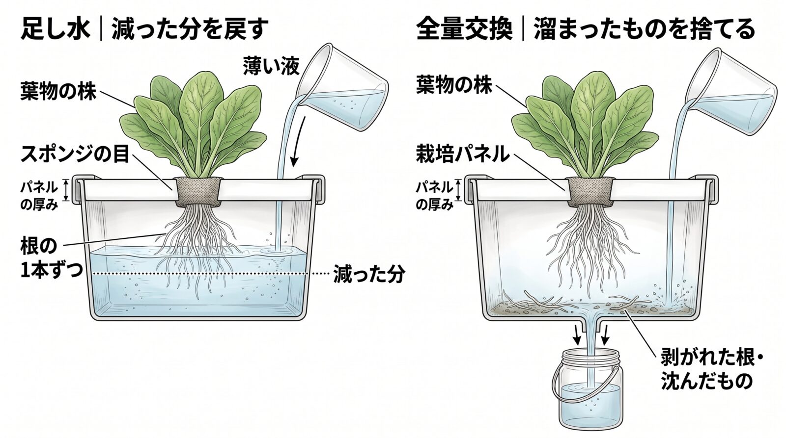 水耕栽培の水換えの断面図。左は足し水で、減った水位の点線と薄い液を注ぎ足すところ。右は全量交換で、容器の水を抜いて新しい液に入れ替え、底に剥がれた根が沈んでいる