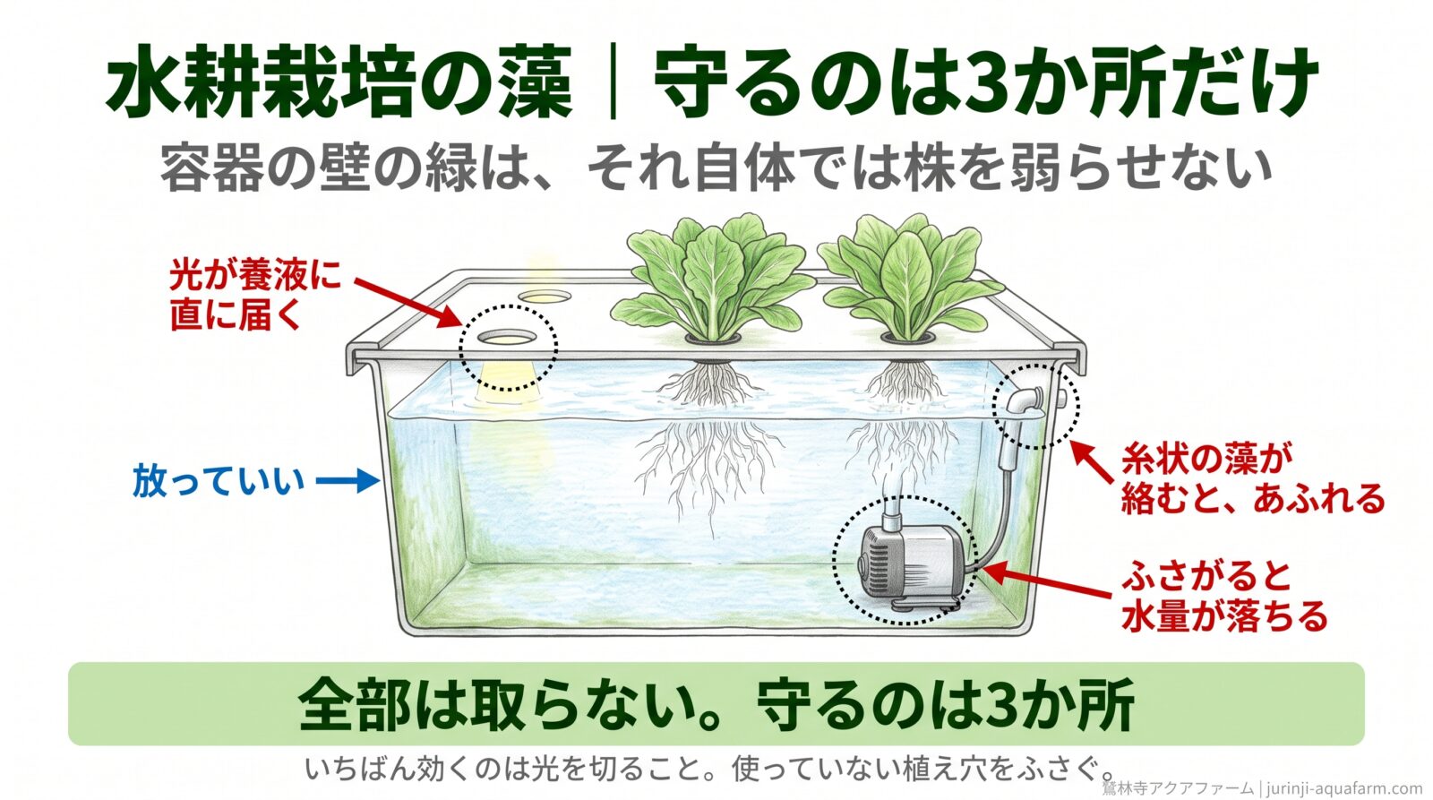 水耕栽培の藻で守る3か所を栽培槽の断面に示した図。ポンプの吸込口はふさがると水量が落ちる、水が落ちる穴は糸状の藻が絡むとあふれる、使っていない植え穴は光が養液に直に届く。容器の壁の緑は放っていい