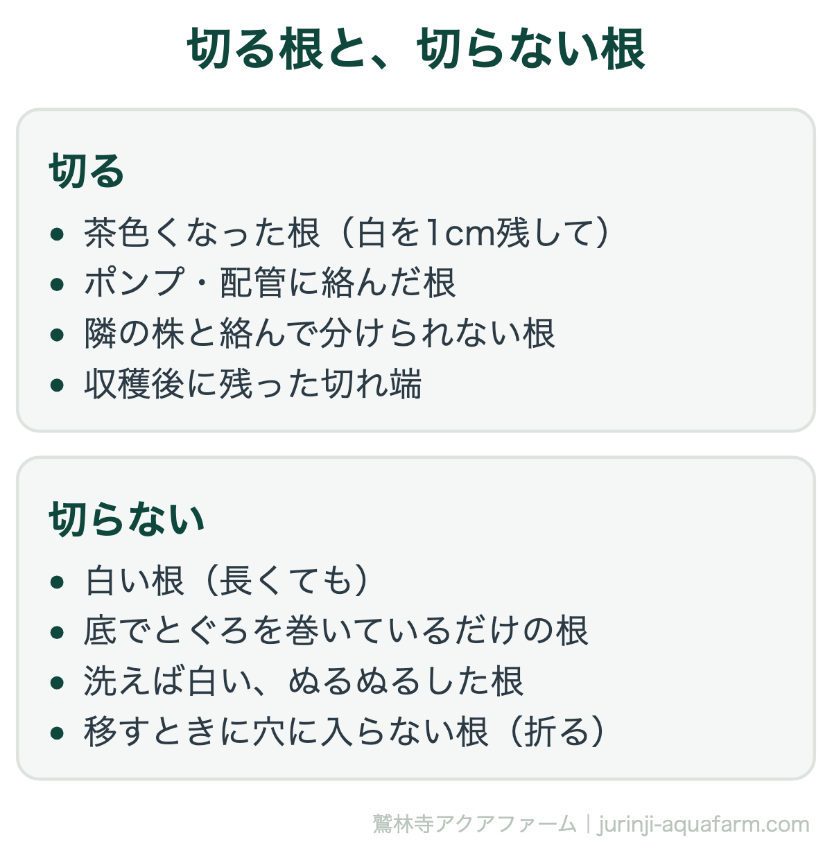 水耕栽培で切る根と切らない根の比較図。切るのは茶色くなった根を白を1cm残して、ポンプや配管に絡んだ根、隣の株と絡んで分けられない根、収穫後の切れ端。切らないのは長くても白い根、底でとぐろを巻いているだけの根、洗えば白いぬるぬるした根、移すときに穴に入らない根は折る