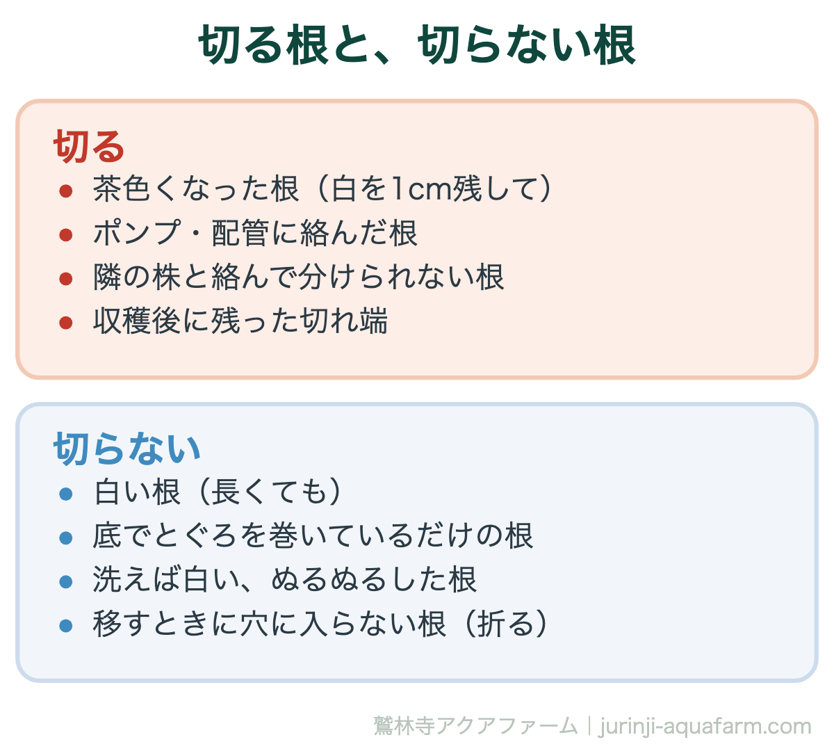 水耕栽培で切る根と切らない根の比較図。切るのは茶色くなった根を白を1cm残して、ポンプや配管に絡んだ根、隣の株と絡んで分けられない根、収穫後の切れ端。切らないのは長くても白い根、底でとぐろを巻いているだけの根、洗えば白いぬるぬるした根、移すときに穴に入らない根は折る