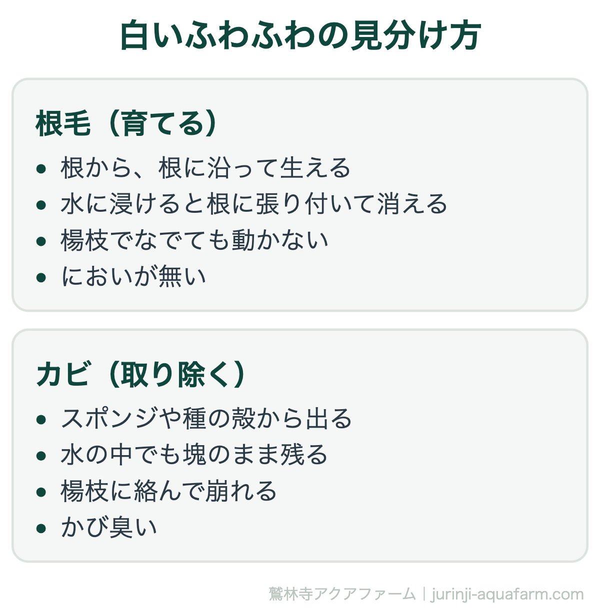根毛とカビの見分け方の比較図。根毛は根から根に沿って生え、水に浸けると消え、楊枝でなでても動かず無臭。カビはスポンジや種の殻から出て、水中でも塊のまま残り、楊枝に絡んで崩れ、かび臭い