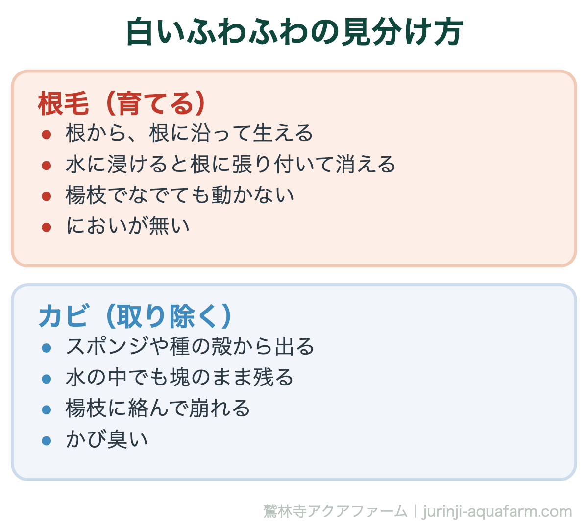 根毛とカビの見分け方の比較図。根毛は根から根に沿って生え、水に浸けると消え、楊枝でなでても動かず無臭。カビはスポンジや種の殻から出て、水中でも塊のまま残り、楊枝に絡んで崩れ、かび臭い