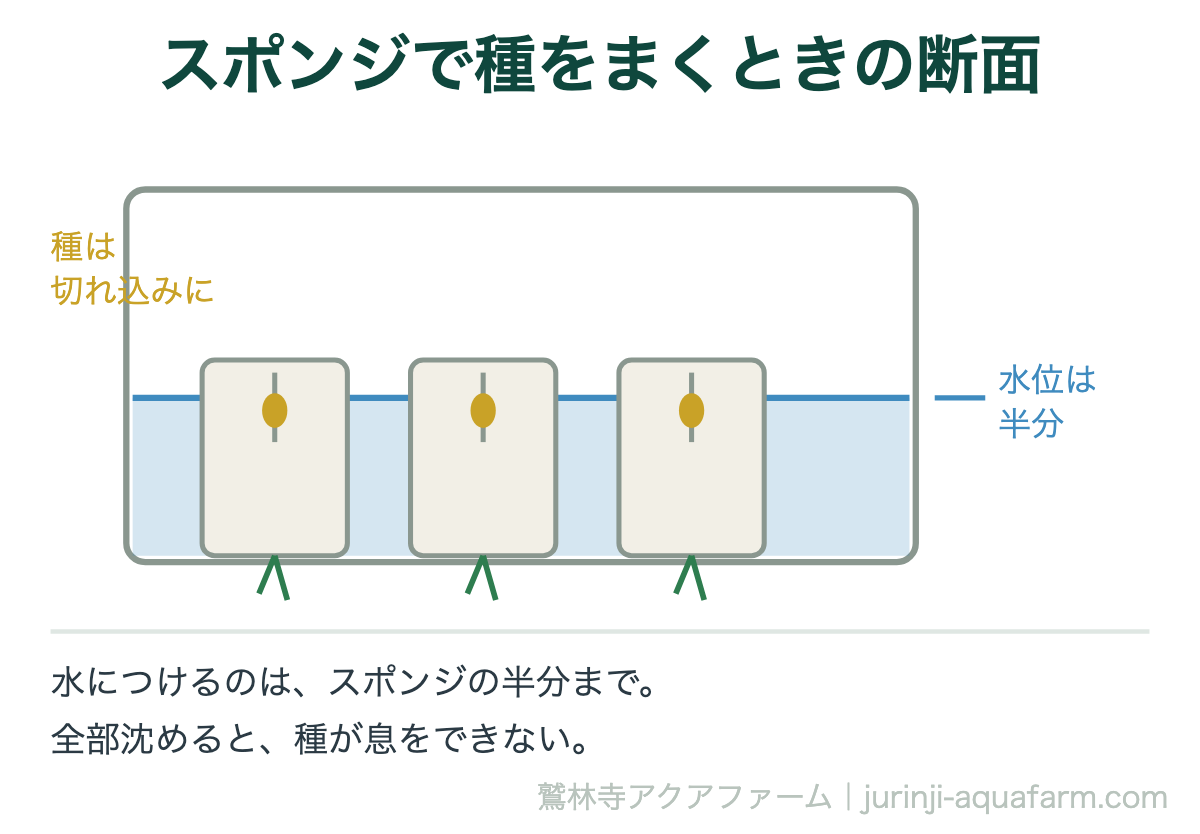 スポンジで種をまくときの断面図。水位はスポンジの半分までで、下半分が水を吸い上げ、上半分が空気に触れている。種は切れ込みに入れる