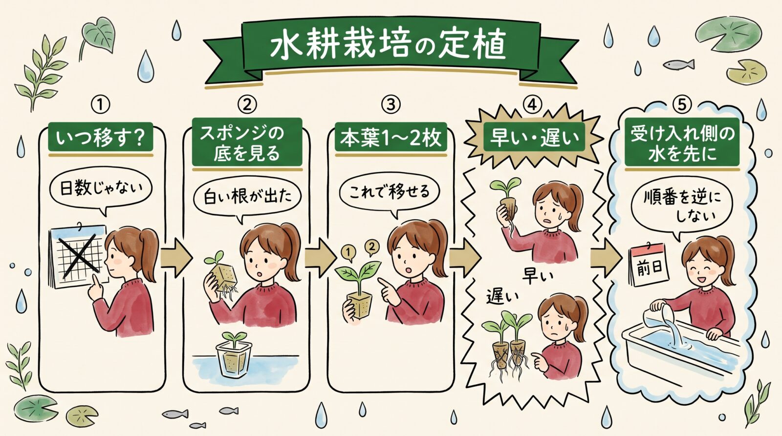 水耕栽培の定植をまとめた図。いつ移すか、スポンジの底を見る、本葉1〜2枚、早い遅い、受け入れ側の水を先にの5つ