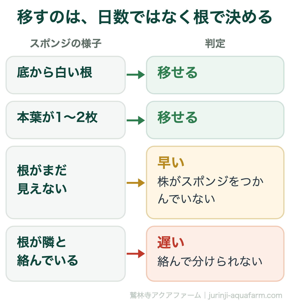 水耕栽培の苗を移すタイミングを根で決める図。スポンジの底から白い根が出ている、本葉が1〜2枚なら移せる。根がまだ見えないなら早く株がスポンジをつかんでいない。根が隣と絡んでいたら遅く分けられない