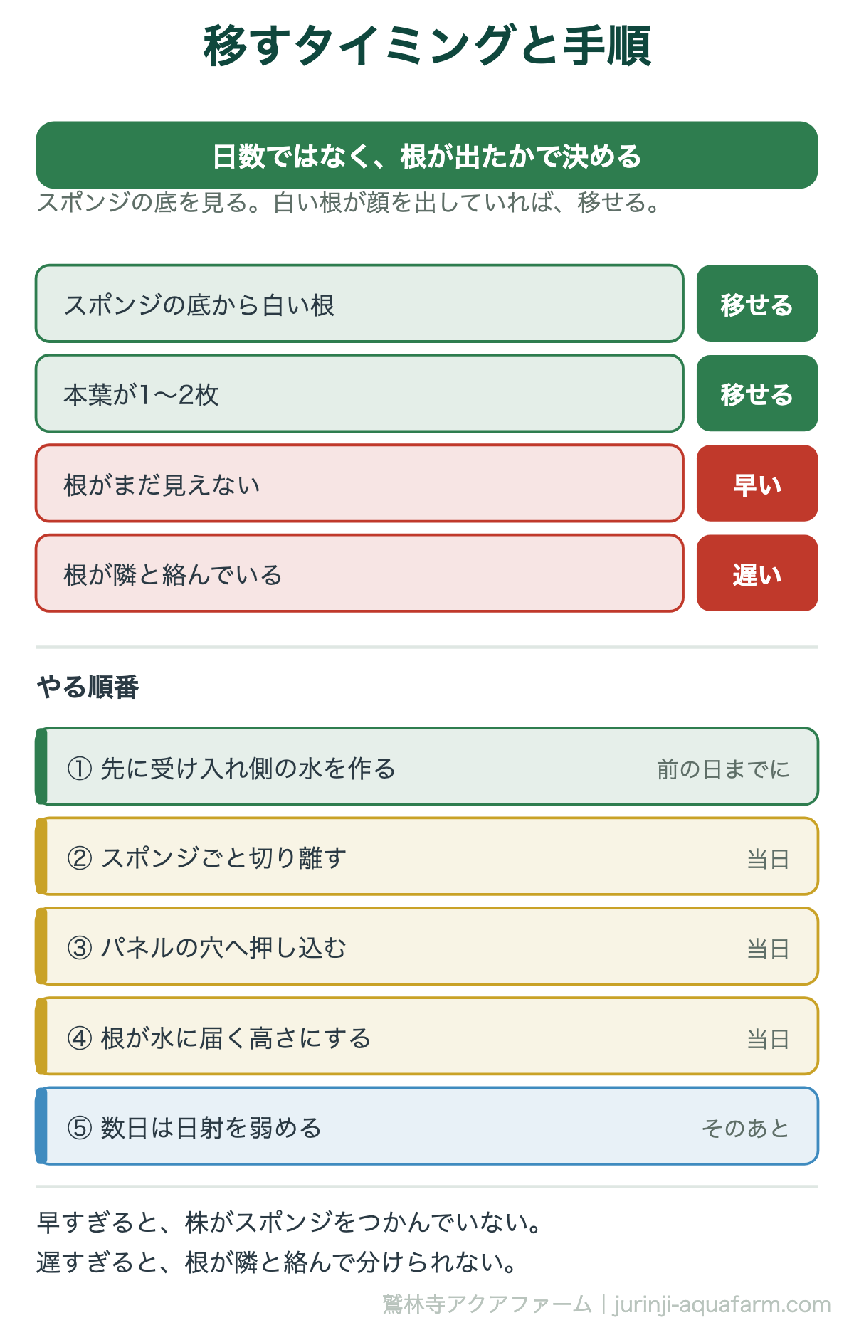 水耕栽培の定植の図。日数ではなく根が出たかで決める。スポンジの底から白い根が出て本葉が1〜2枚なら移せる。根が見えないなら早く、隣と絡んでいるなら遅い。順番は受け入れ側の水を先に作る、スポンジごと切り離す、パネルの穴へ押し込む、根が水に届く高さにする、数日は日射を弱める