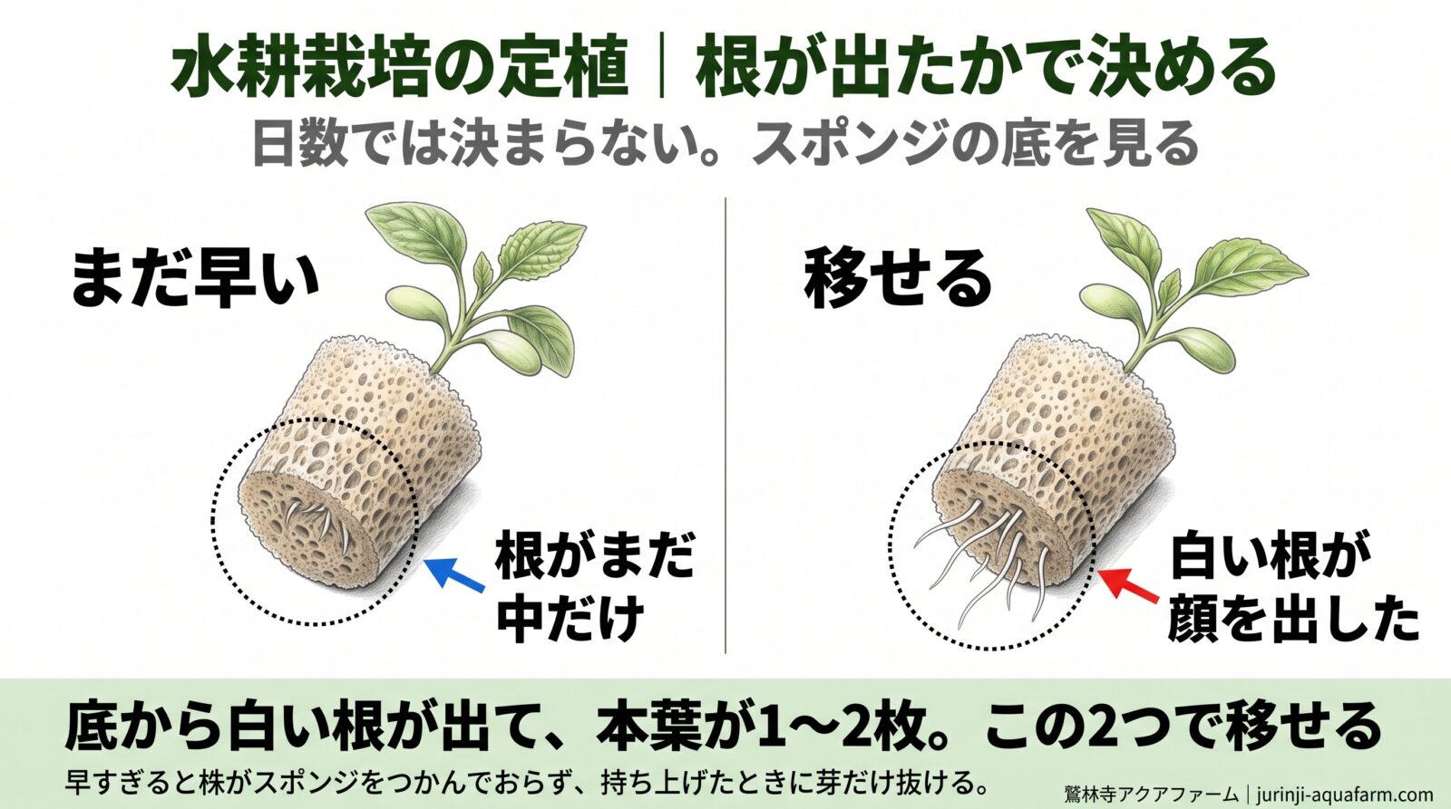 定植の合図をスポンジの底で比べた図。左はまだ早く、根がスポンジの中に留まっている。右は移せる状態で、底から白い根が数本、顔を出している