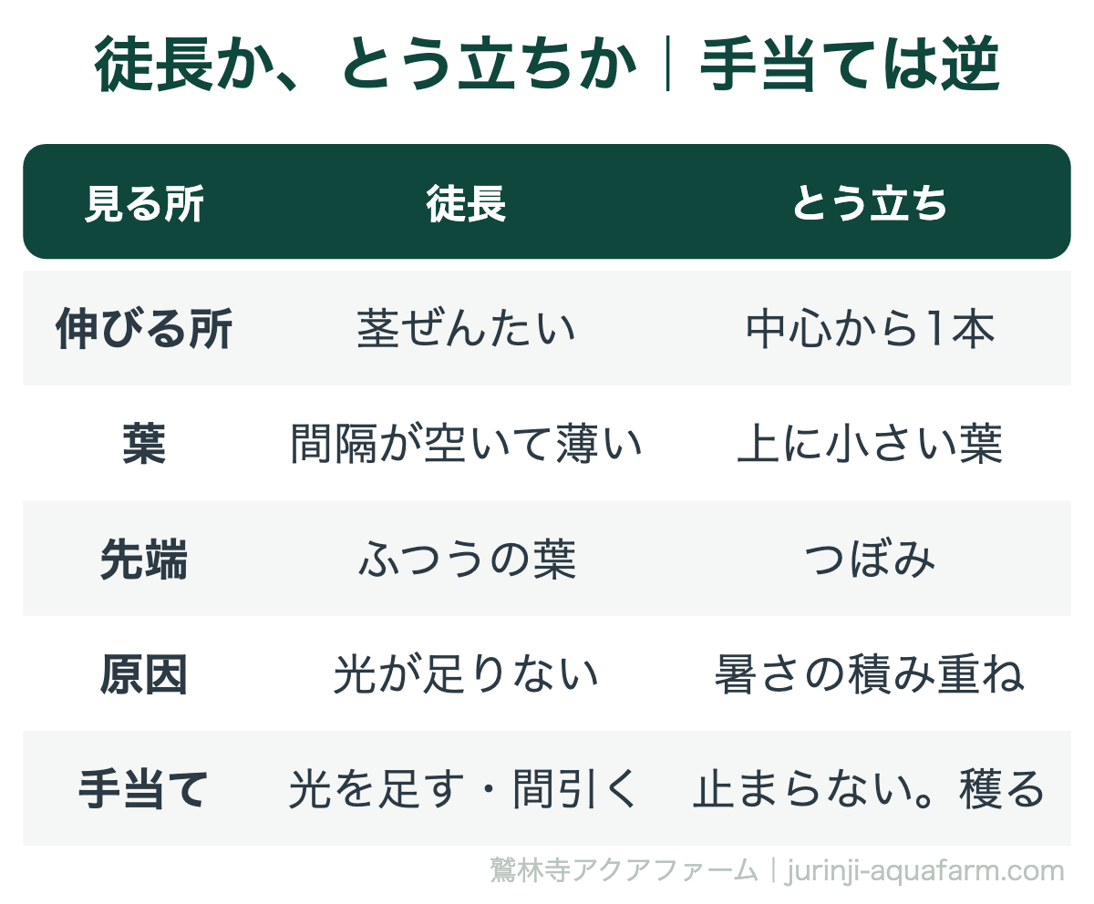 徒長ととう立ちの見分けの表。徒長は茎ぜんたいが伸び、葉の間隔が空いて薄く、先端はふつうの葉、原因は光不足で光を足すか間引く。とう立ちは株の中心から1本伸び、上に小さい葉とつぼみ、原因は暑さの積み重ねで止まらないので穫る