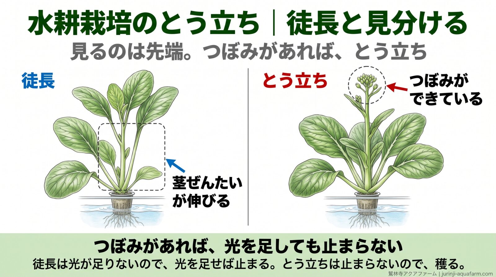徒長ととう立ちを2株で比べた図。徒長は茎ぜんたいが間のびして先端はふつうの葉のまま。とう立ちは株の中心から1本立ち上がり、先端につぼみができている
