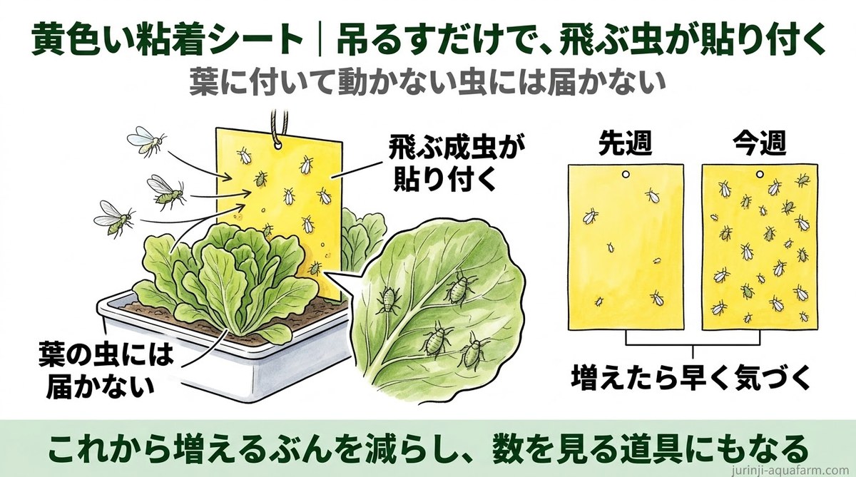 栽培槽の上に吊るした黄色い粘着シートに飛ぶ成虫が貼り付き、葉に付いた虫には届かないこと、先週と今週のシートを比べて虫の増え方に早く気づけることを示した精密図解