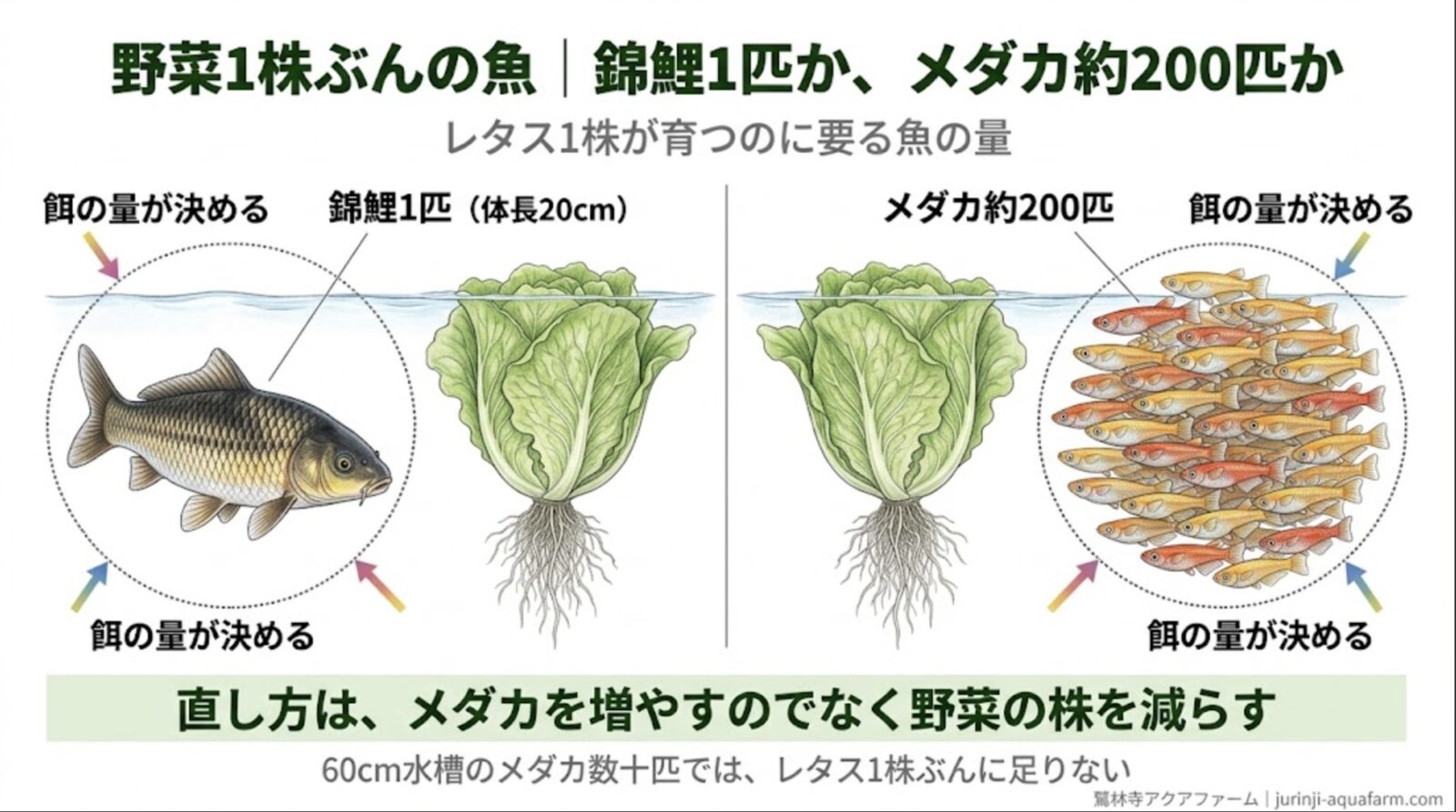 メダカで育てる野菜が育たない原因の精密図解