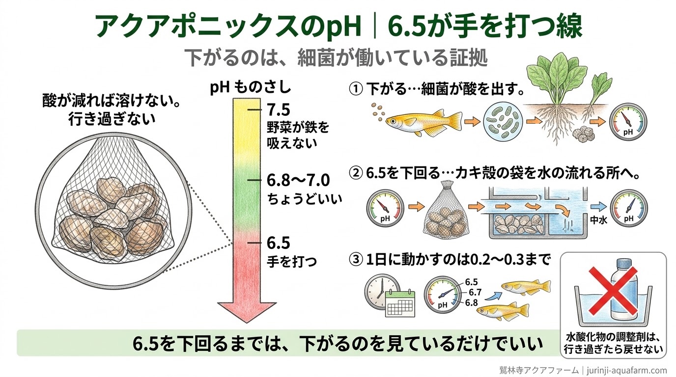 アクアポニックスのpHで、6.8〜7.0がちょうどよく、6.5を下回ったら手を打つ線を示した精密図解