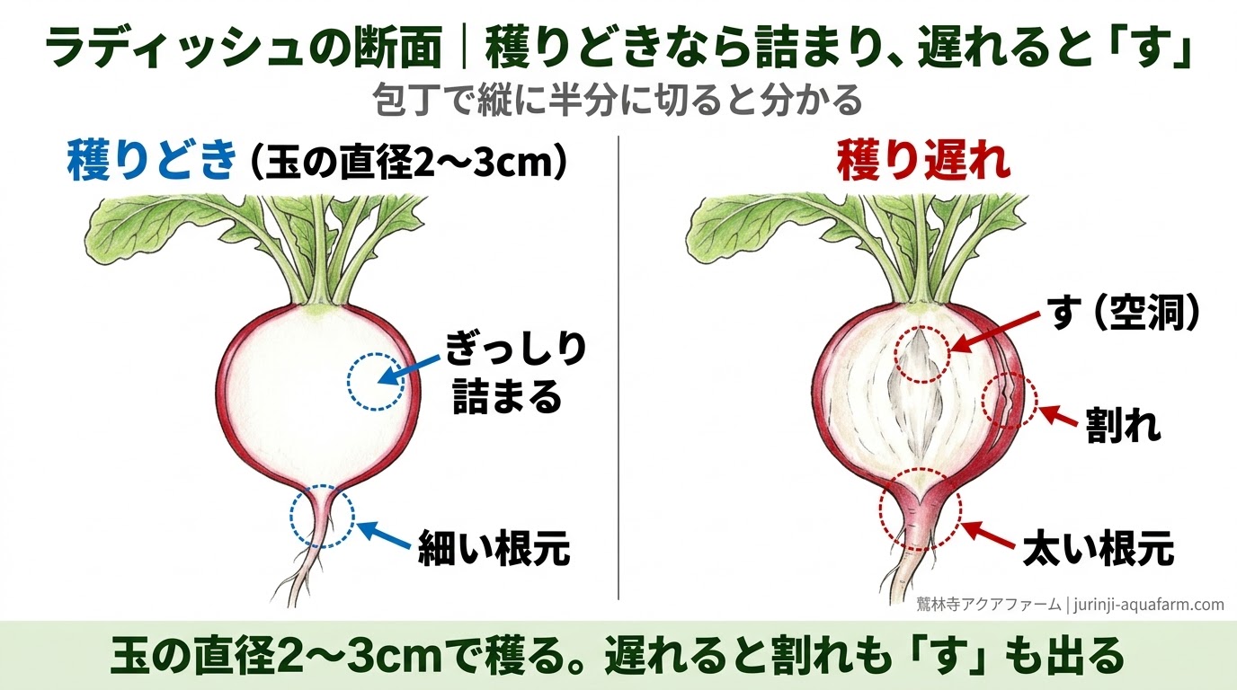 ラディッシュを縦に切った断面で、穫りどきはぎっしり詰まり、穫り遅れは中心に空洞（す）と皮の割れが出ることを比べた精密図解