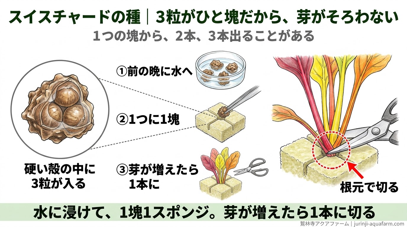 スイスチャードの種は殻の中に3粒が入ったひと塊で、水に浸けて1スポンジ1塊、芽が増えたら根元で1本に切る手順を示した精密図解