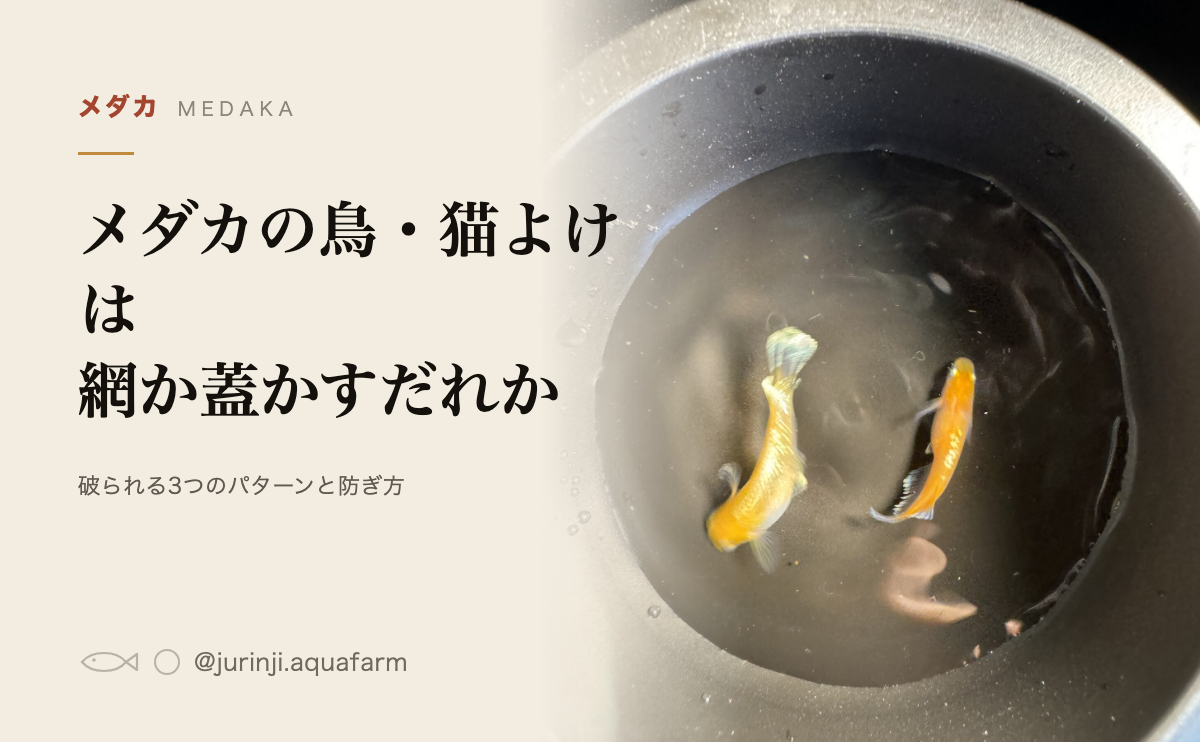 屋外の黒い容器を上から見たメダカ