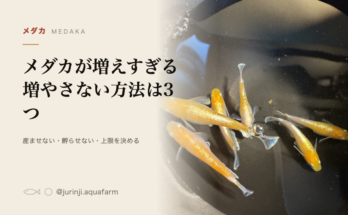 黒い容器を上から見たメダカ数匹